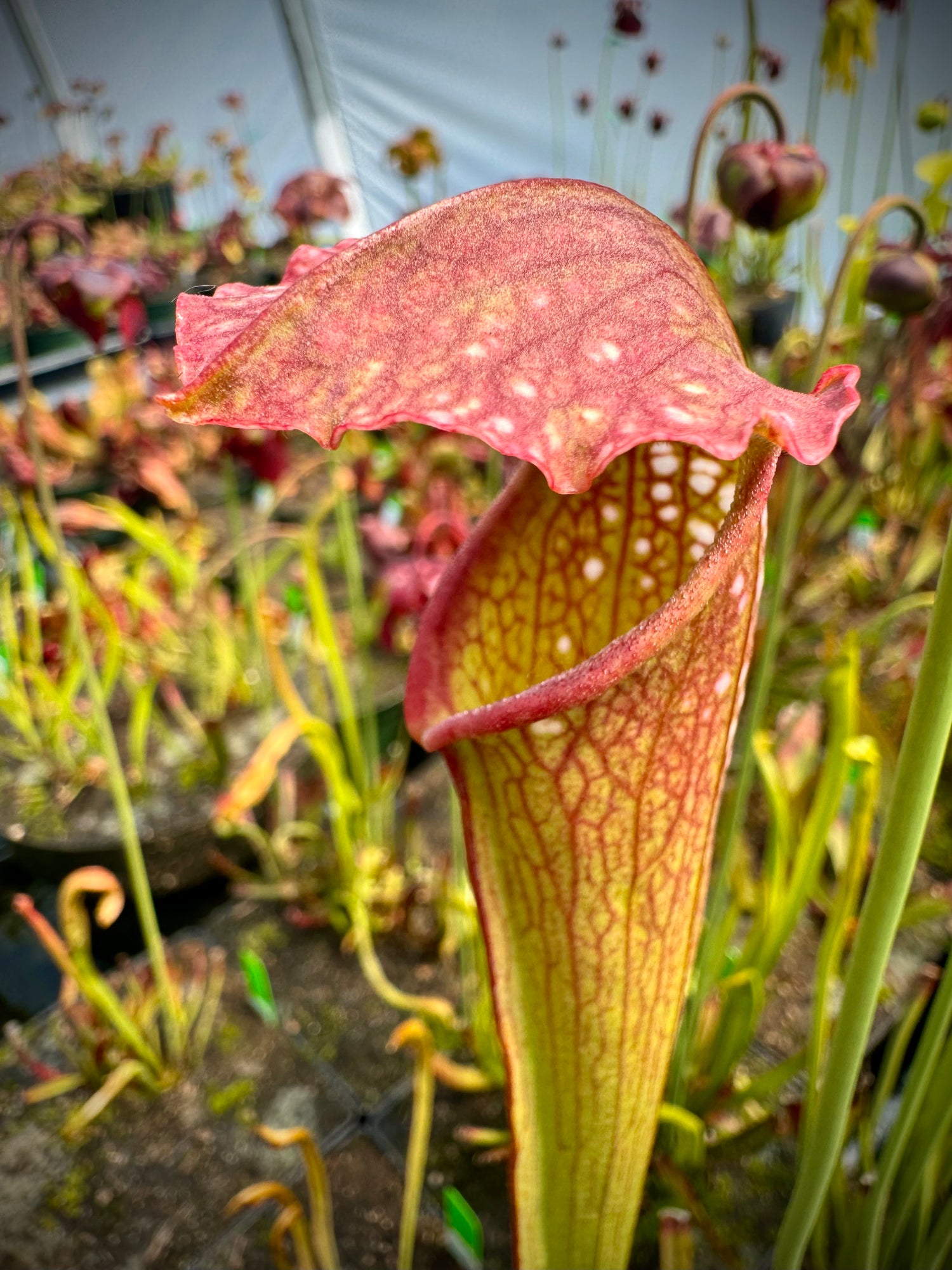 Sarracenia x excellens Potted