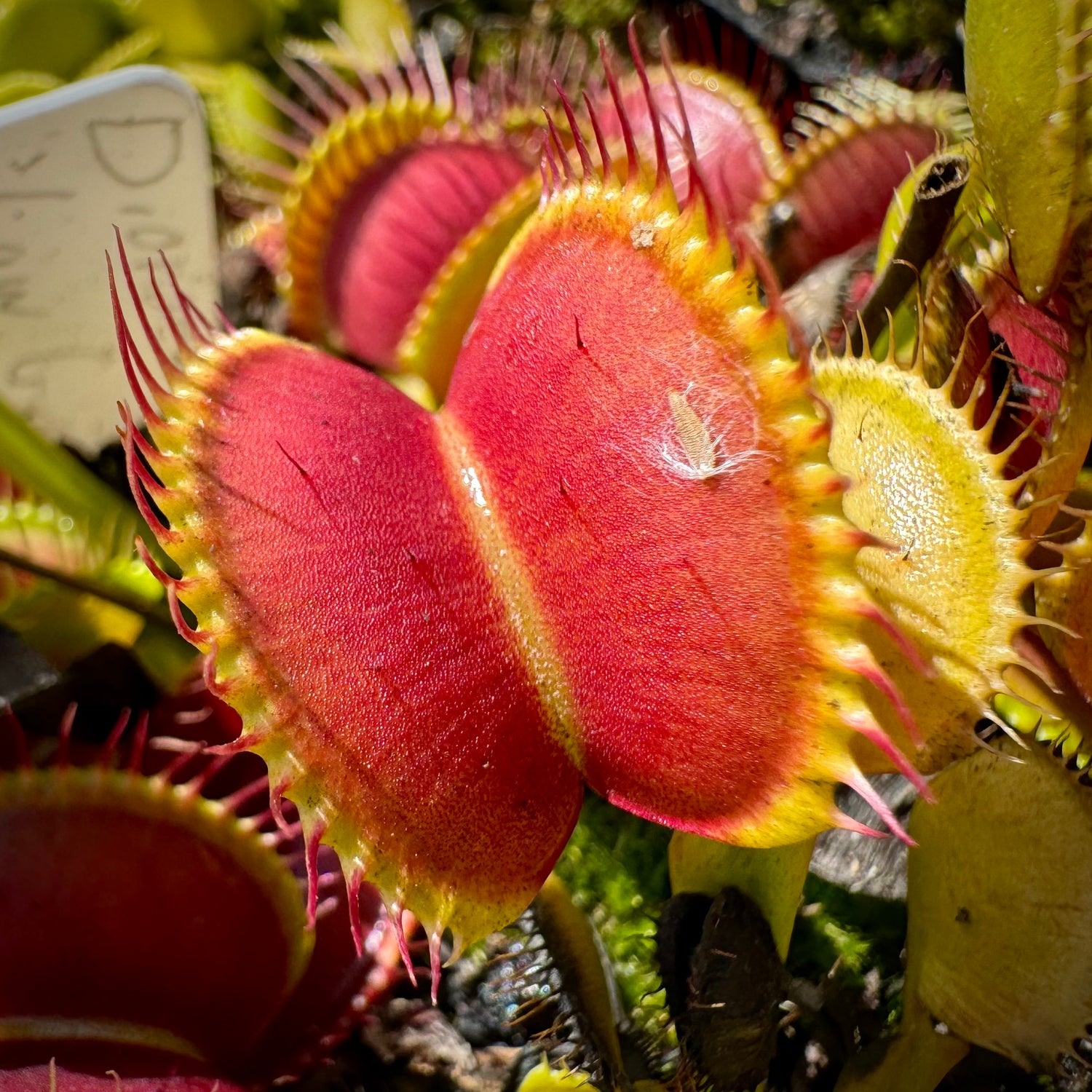 Dionaea m. 'Low Giant' JH Potted