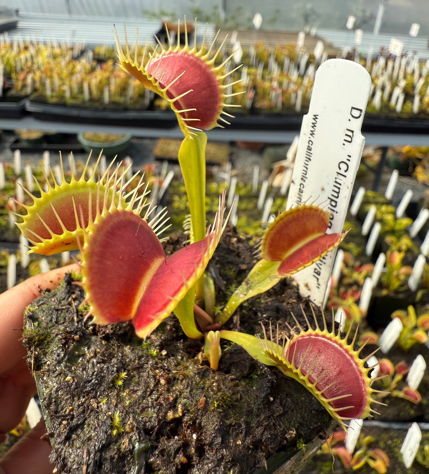 Dionaea m. “Clumping Cultivar” JH Potted
