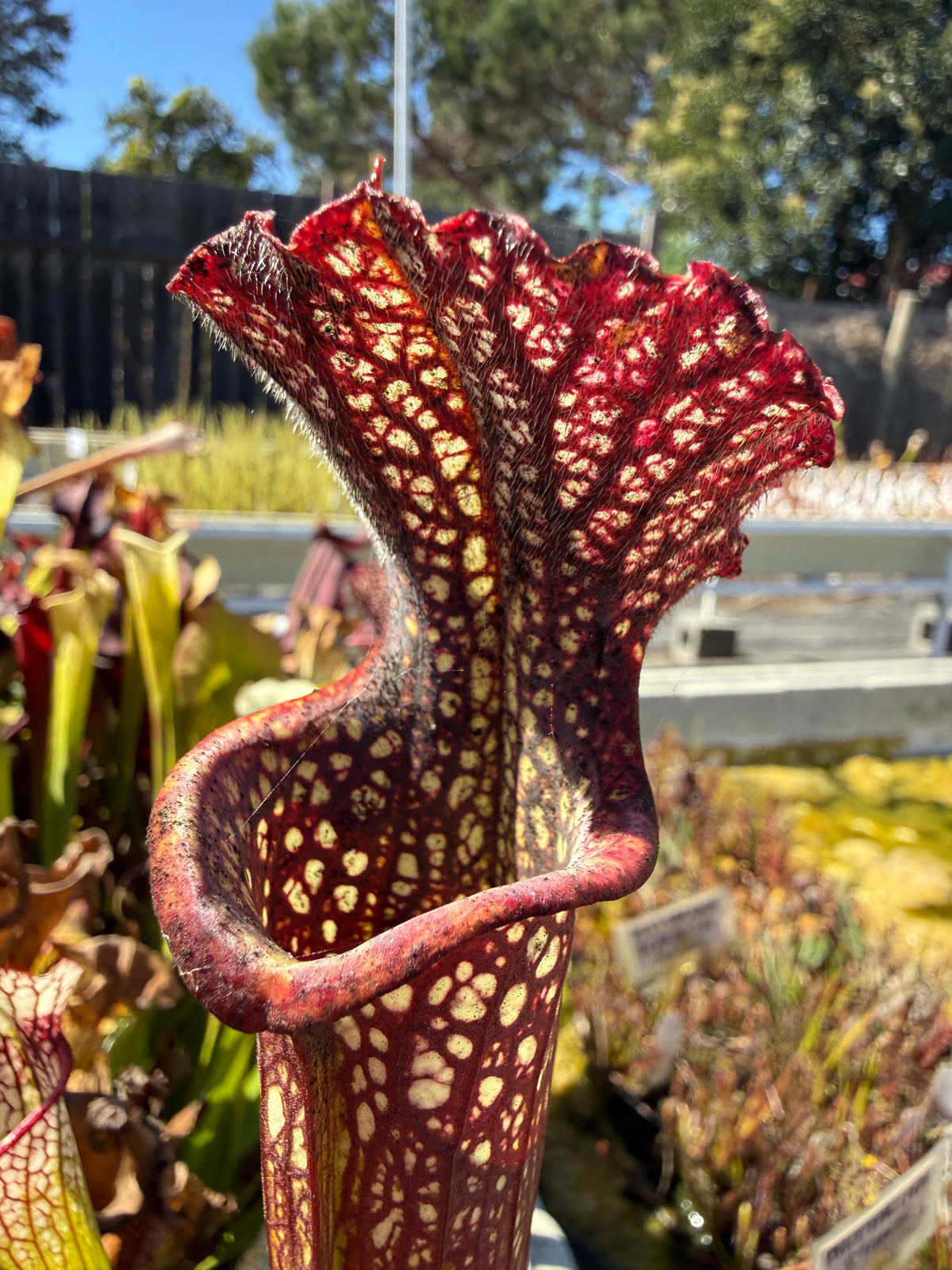 Sarracenia ( x ‘Leah Wilkerson’ ) x leucophylla ‘Black Sheer’ Potted
