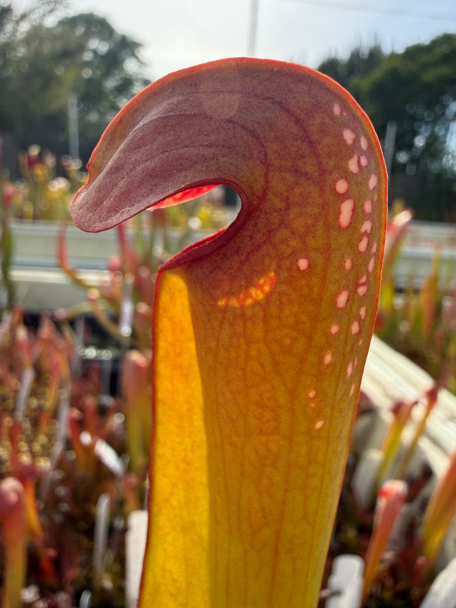 Sarracenia minor “Red Windows” x minor Potted