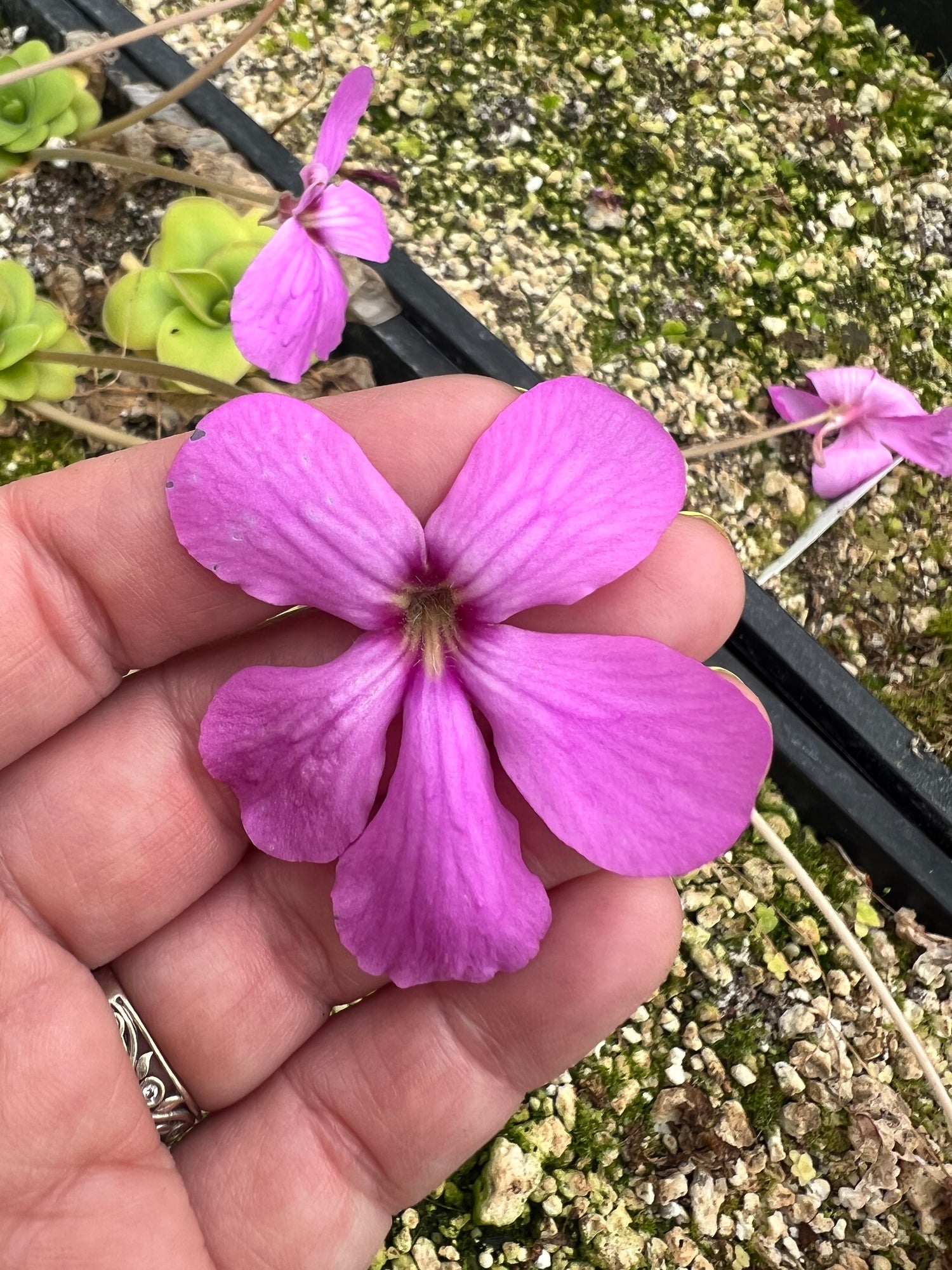 Pinguicula x "Ali Rose" BARE ROOT
