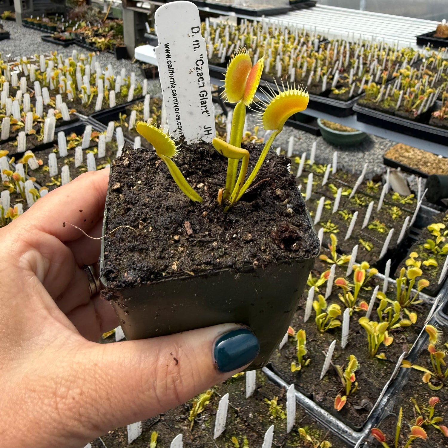 Dionaea m. 'Czech Giant' JH Potted