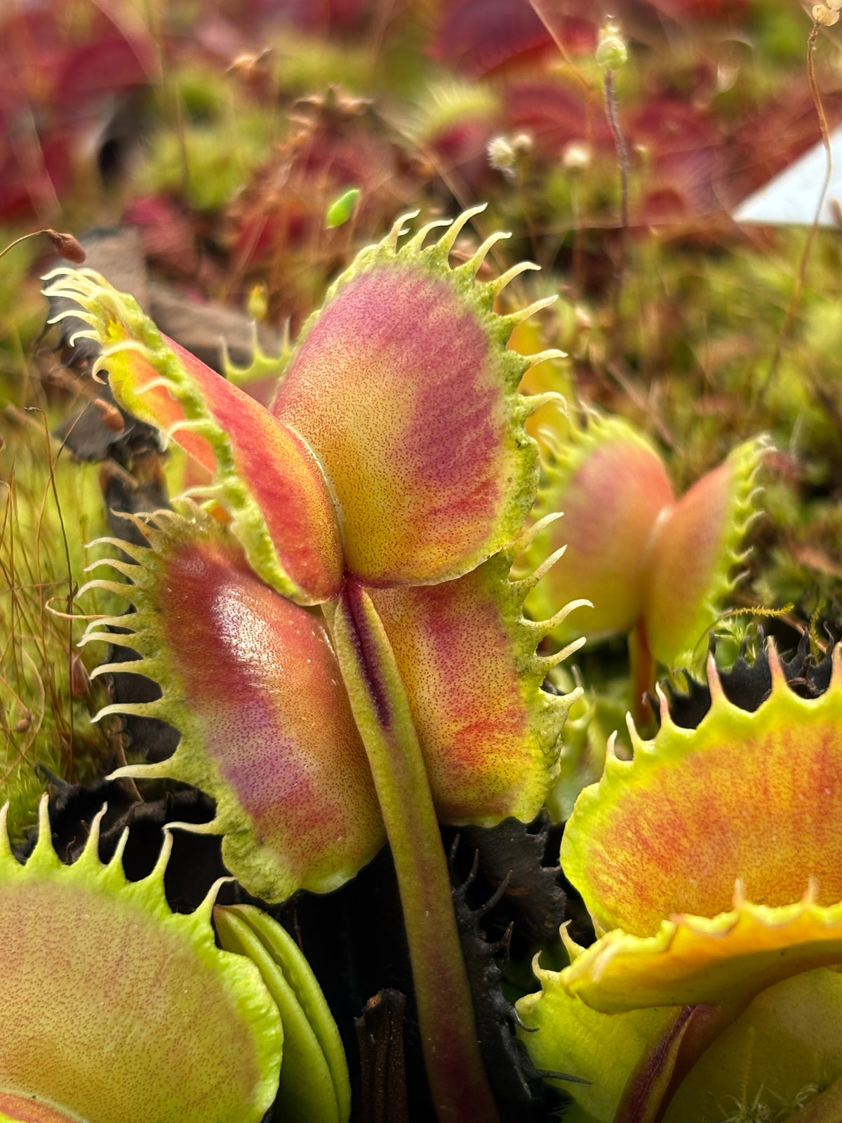 Dionaea m. “Queen of the Damned” Potted