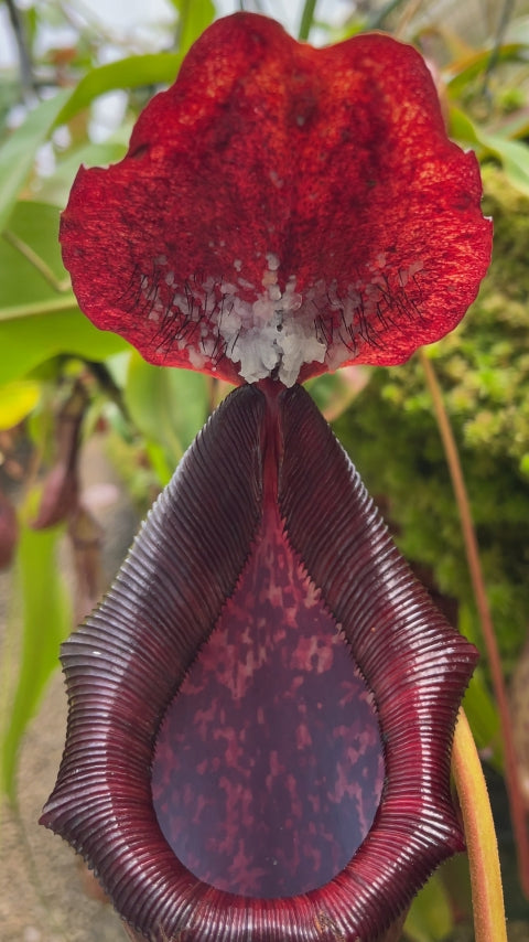 Nepenthes boschiana x lowii Potted