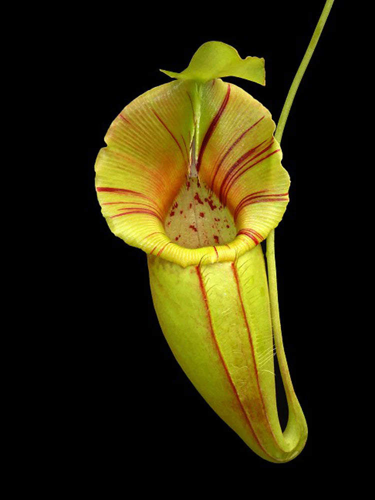 Nepenthes ovata BE-4084 Potted