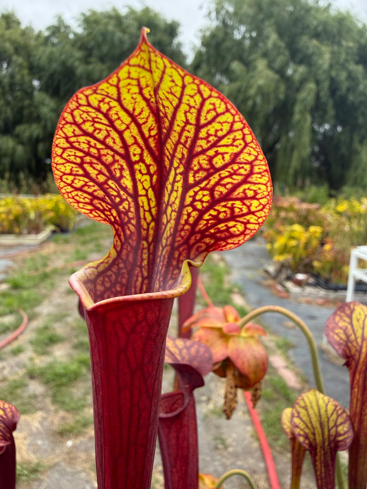 Sarracenia alata “Black Tube” x flava “Red Tube” RC Potted