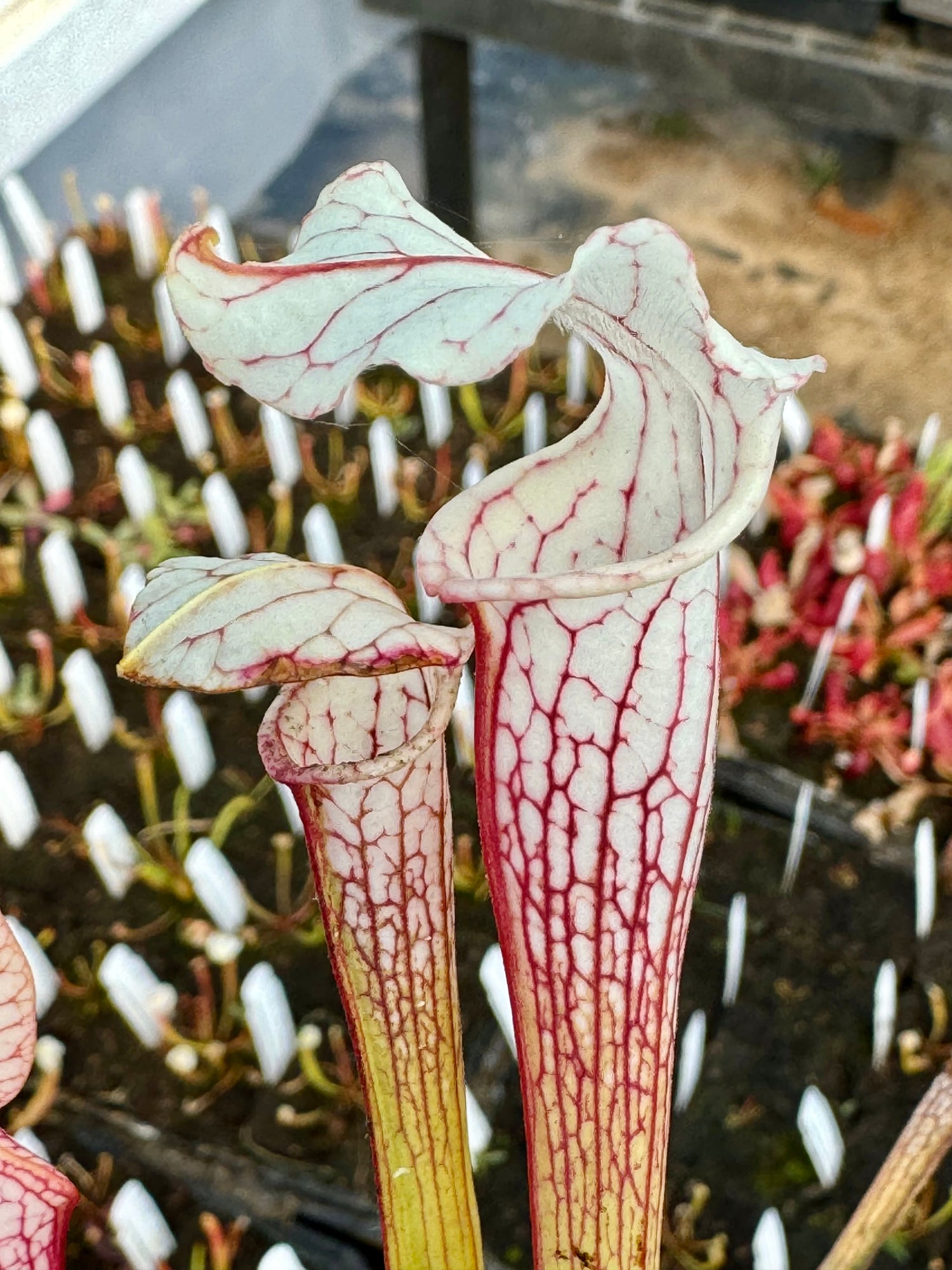 Sarracenia ( readii x leucophylla ‘Schnell’s Ghost’ ) x ( x ‘Camisole’ ) Potted