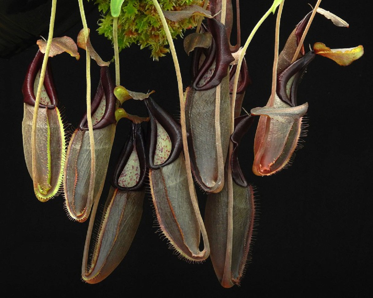 Nepenthes bongso Potted