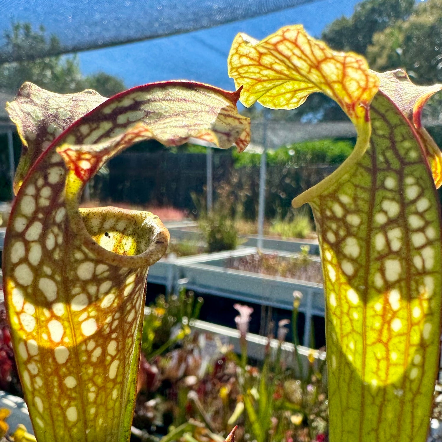 Sarracenia ( x excellens ) x ( x ‘Adrian Slack’ ) Potted