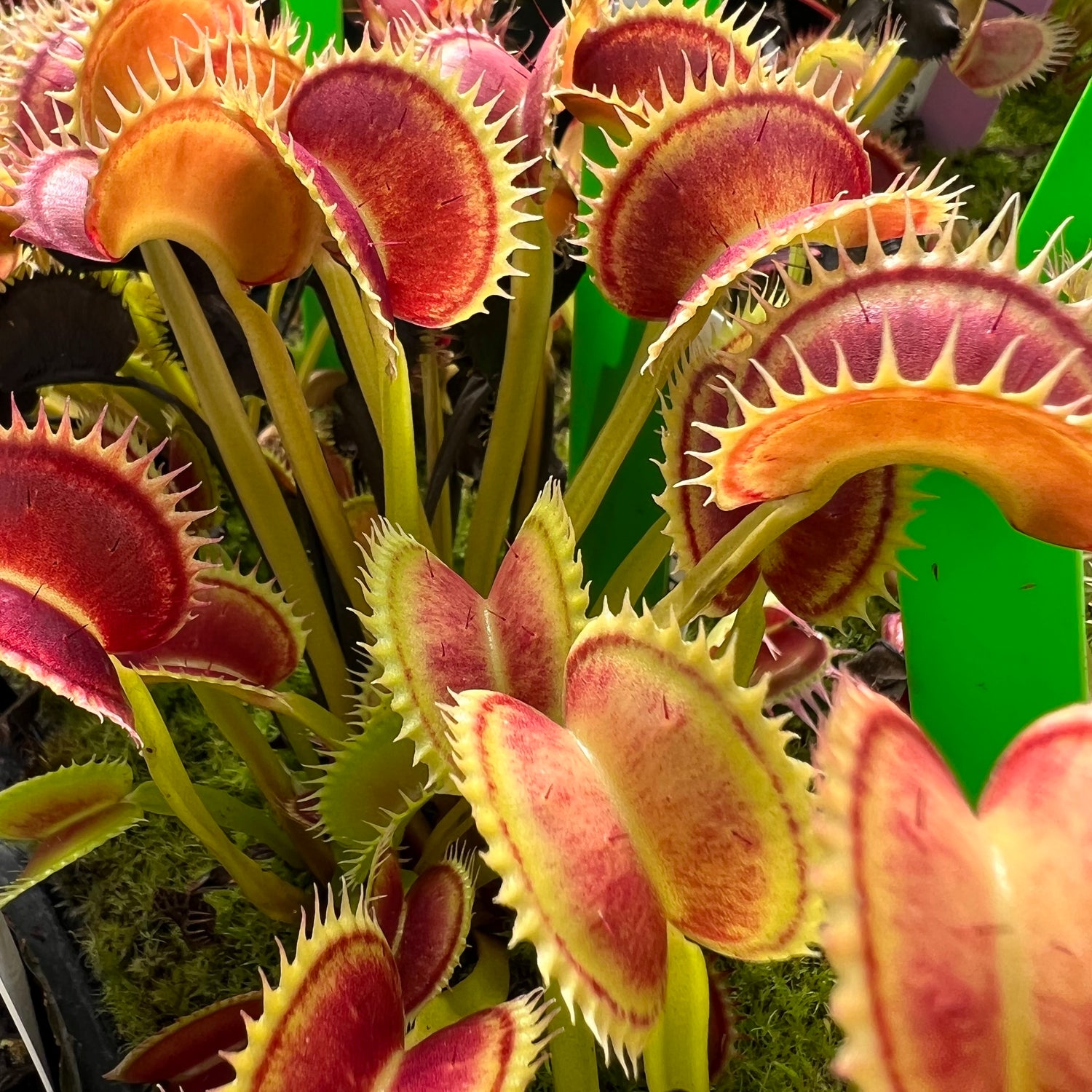Seed Pack Dionaea m. “BCP Clone X11” (12 seeds/pack)