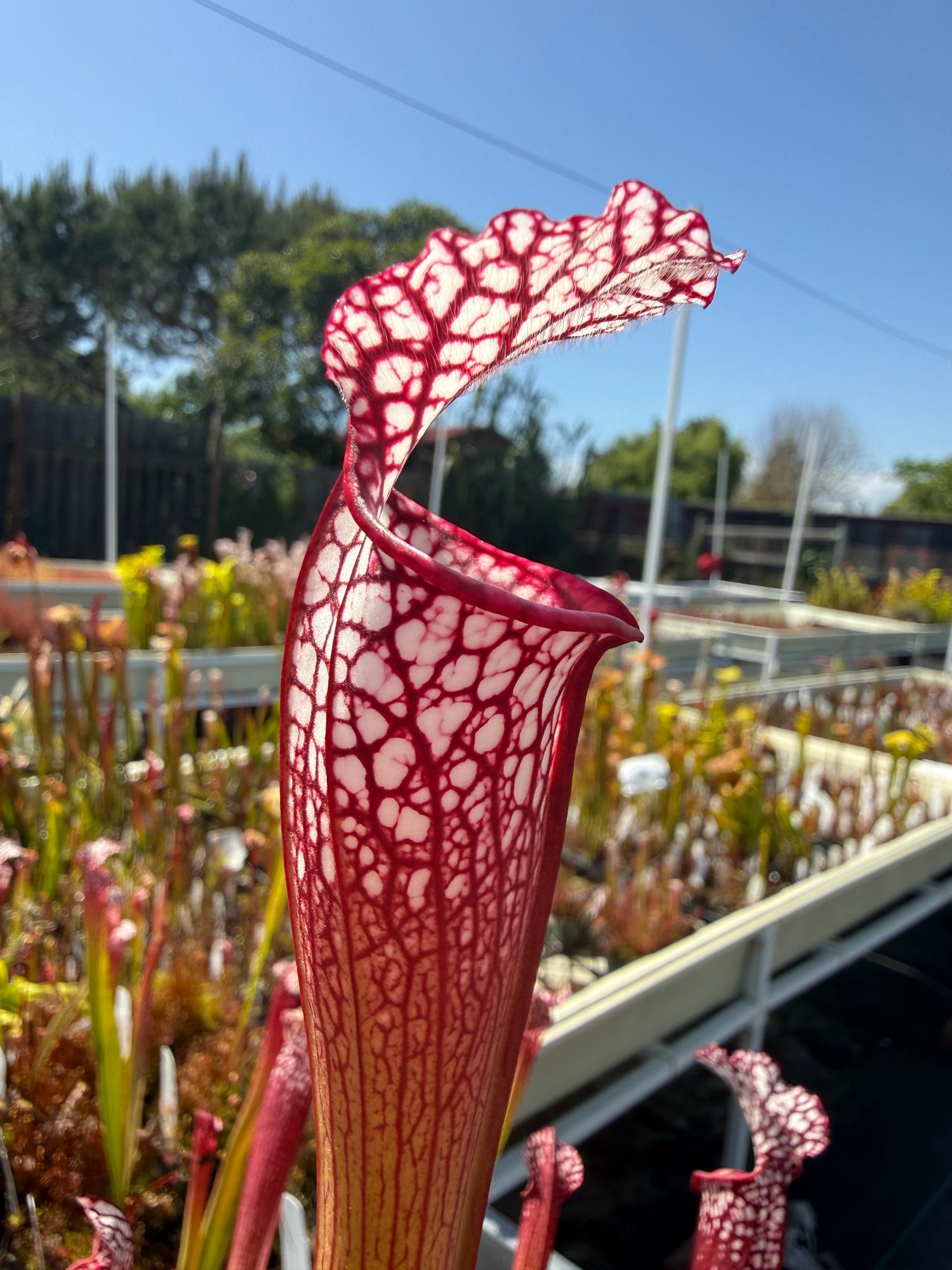 Sarracenia leucophylla Baldwin Co. “Puffy Cheeks” x leuc. ‘Calen’s Super’ Potted