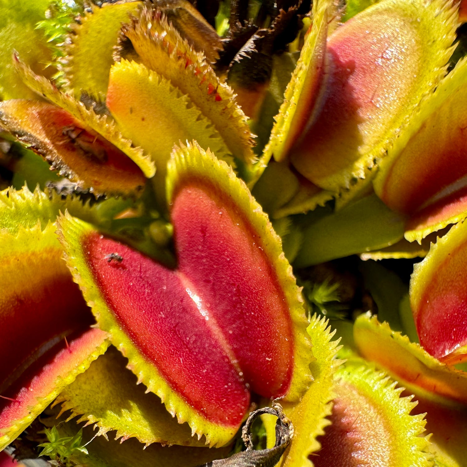 Dionaea m. ‘Sawtooth' Potted