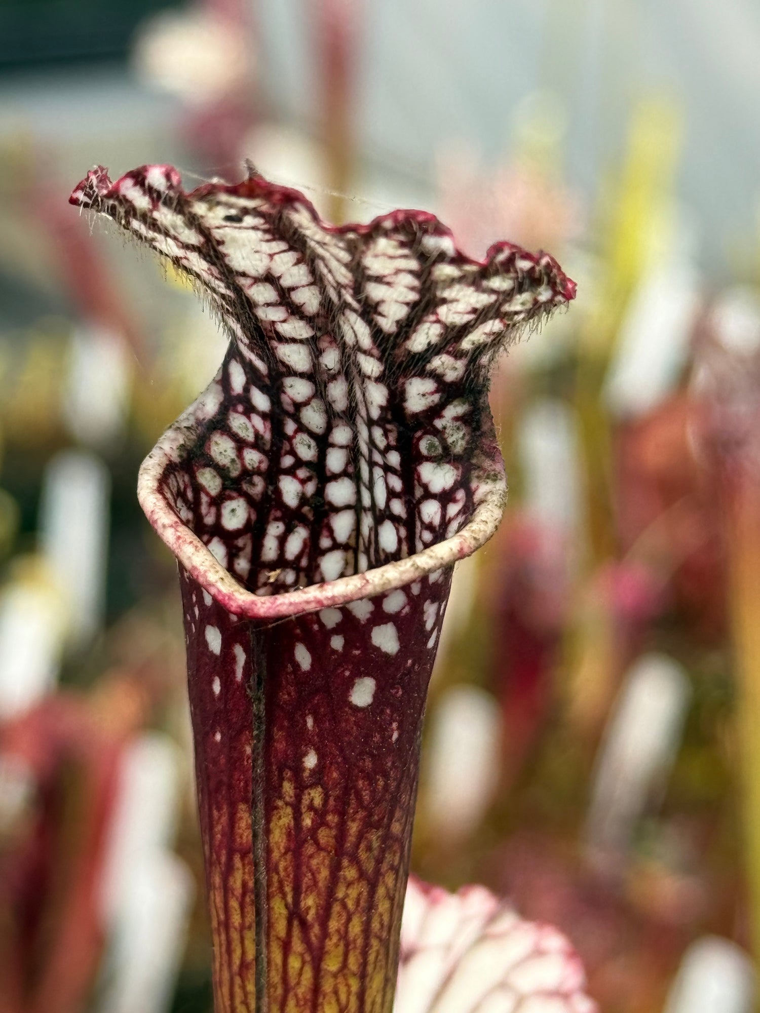 Sarracenia leucophylla "Splinter Hill, Baldwin Co, AL" Potted