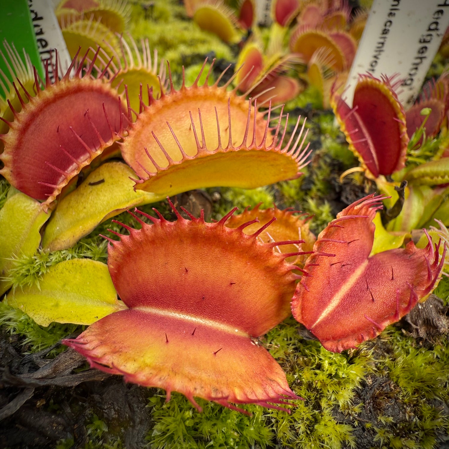 Dionaea m. “GJ Hedgehog” JH Potted