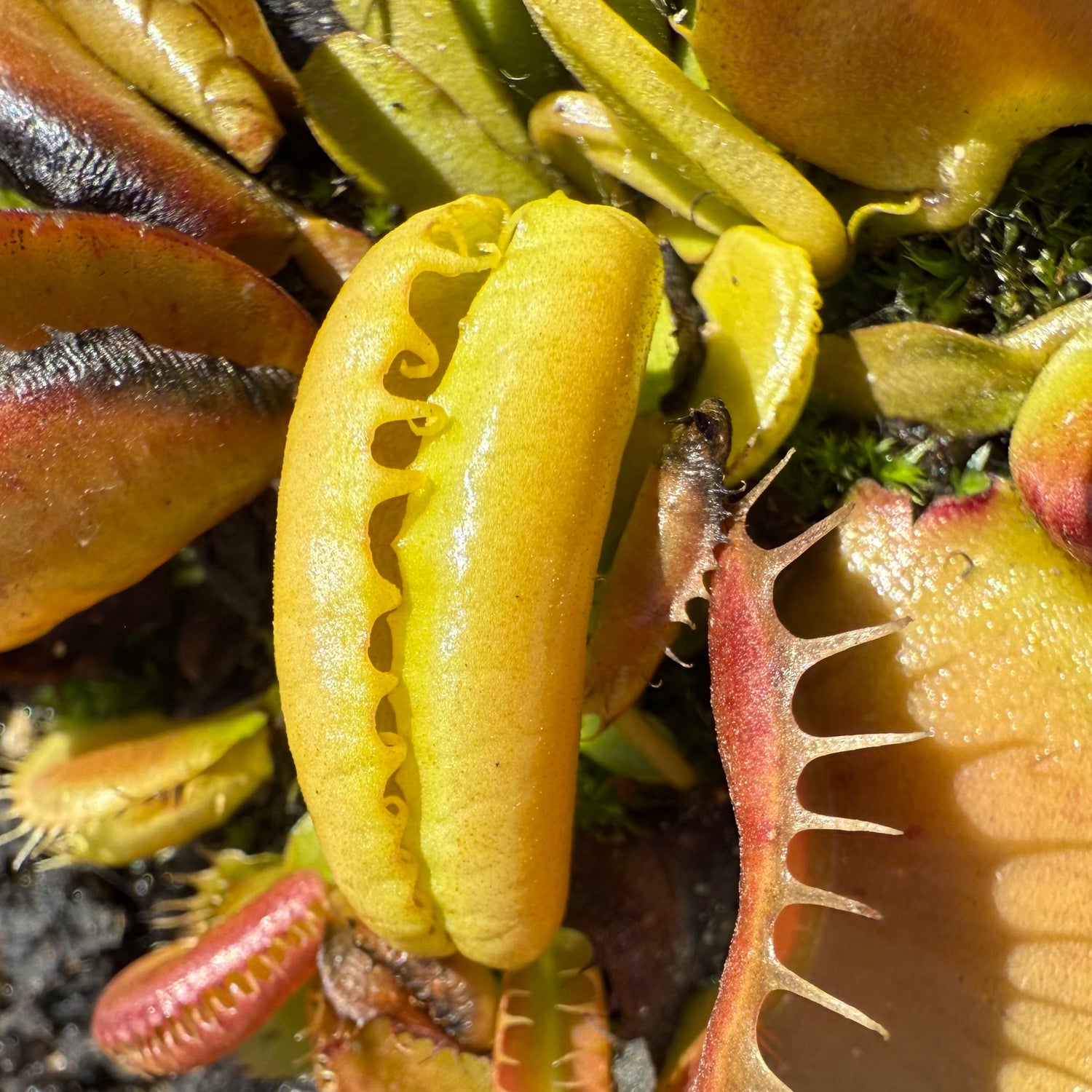 Dionaea m. "GC 