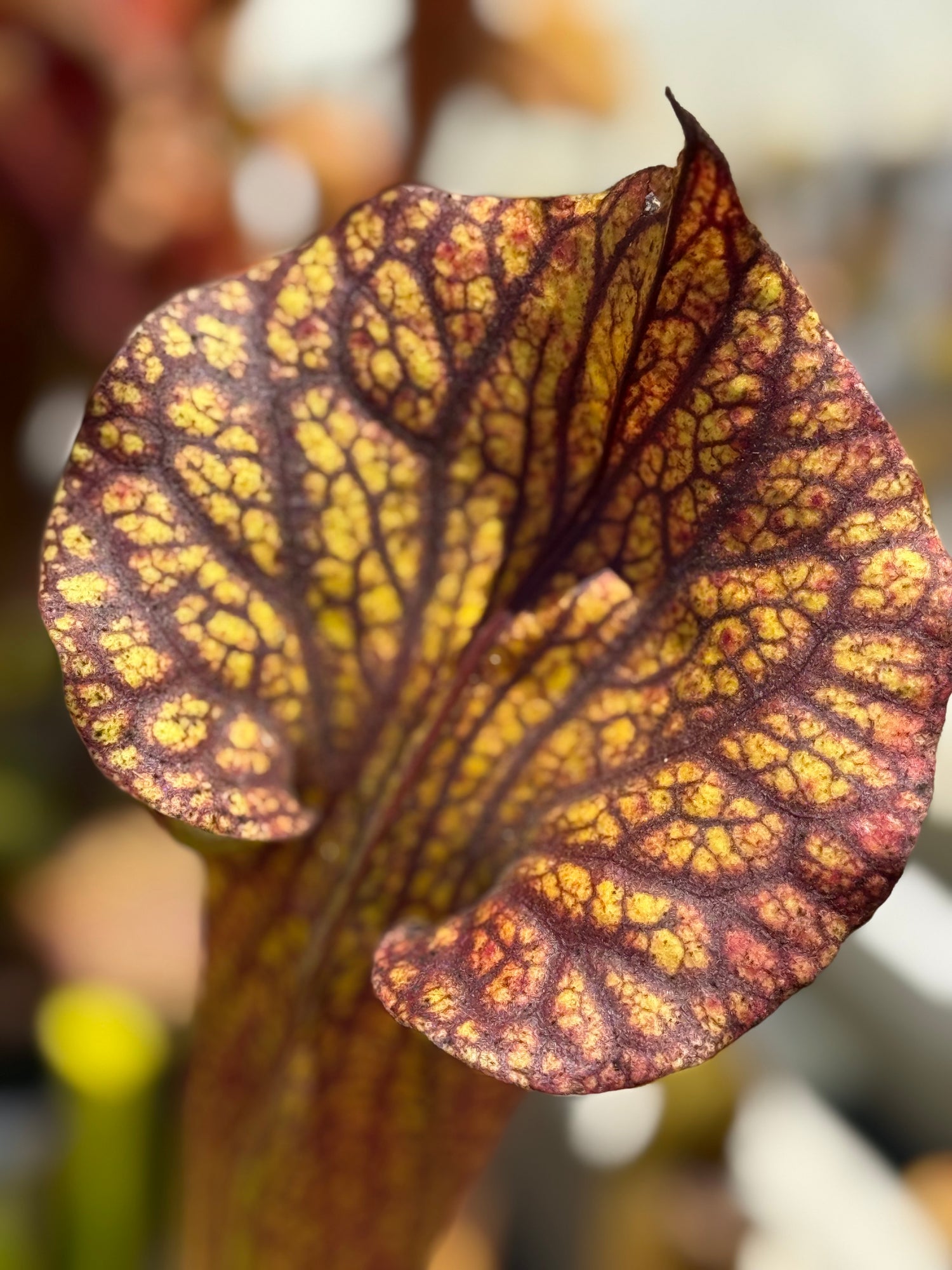 Sarracenia ( leucophylla “Red & White” x minor ‘Giant’ ) x flava var. ornata “Bulloch Co” DG Potted