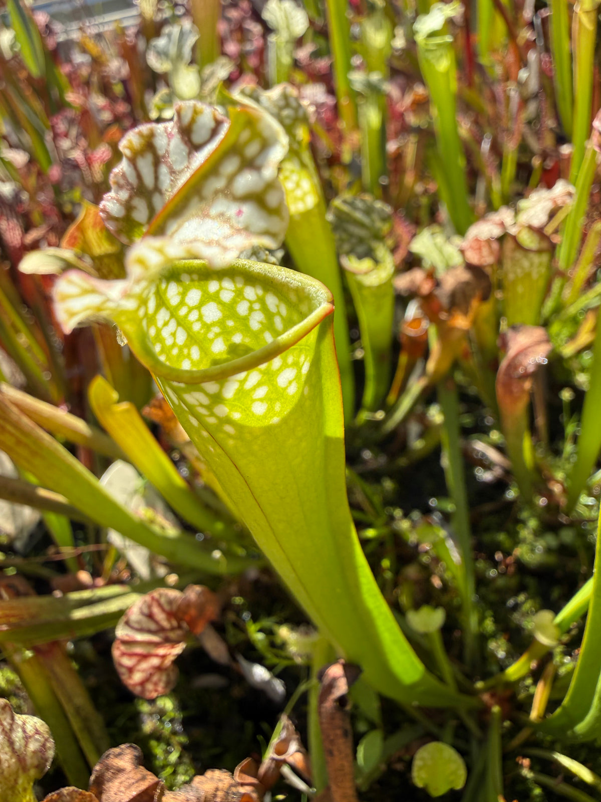 Sarracenia leucophylla HCW “Clone E” x alata “Black Tube Stone Co, MS, CO Select” Potted