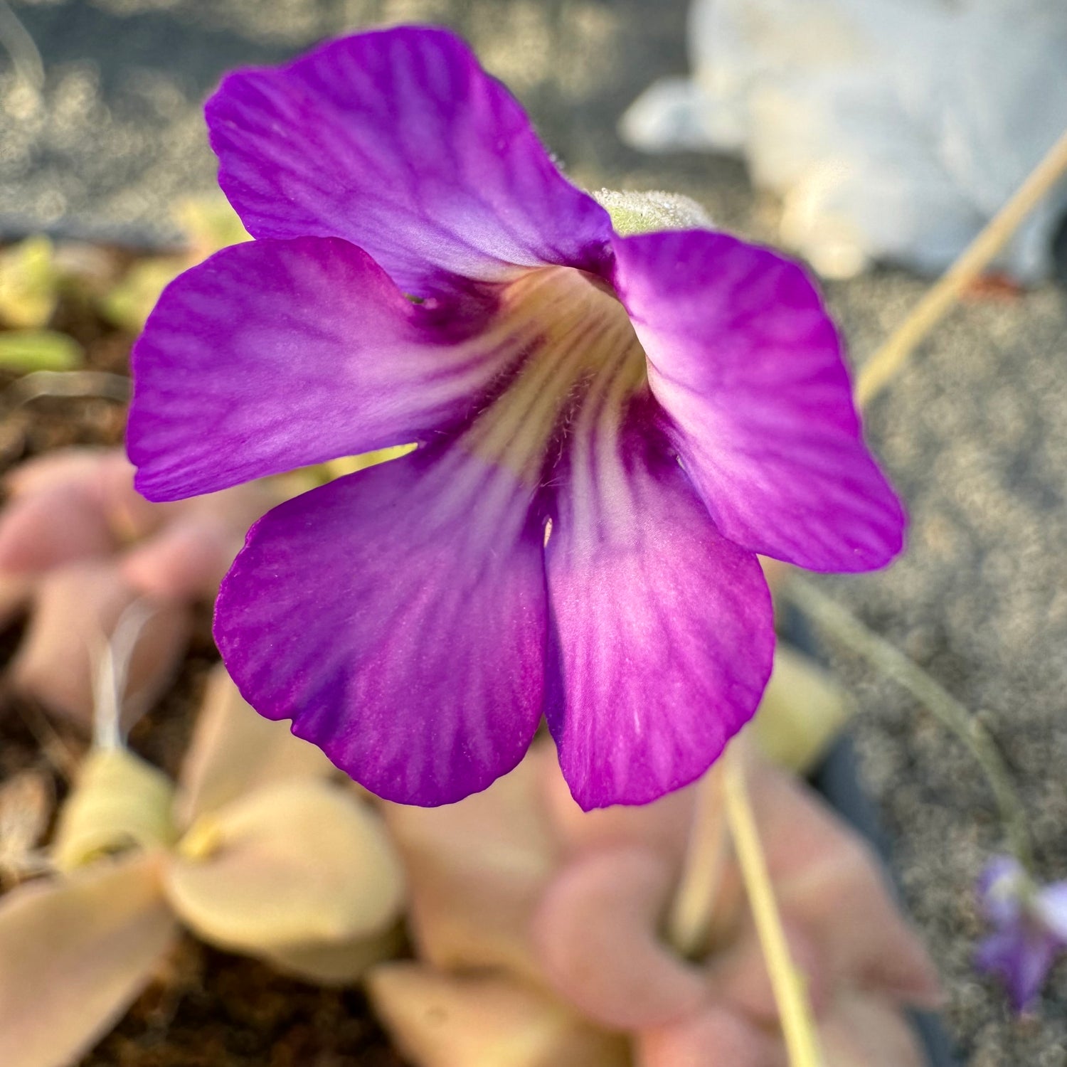 Pinguicula x ”Mehitable” BARE ROOT