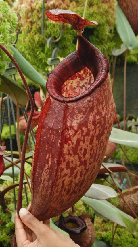 Nepenthes peltata “Best Clone” Potted