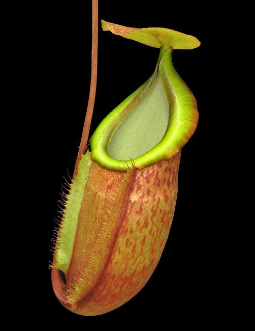 Nepenthes spathulata x glabrata Potted