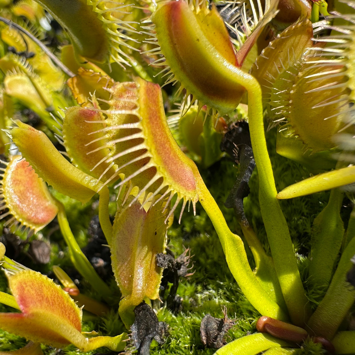 Dionaea m. 'Kayan' Potted