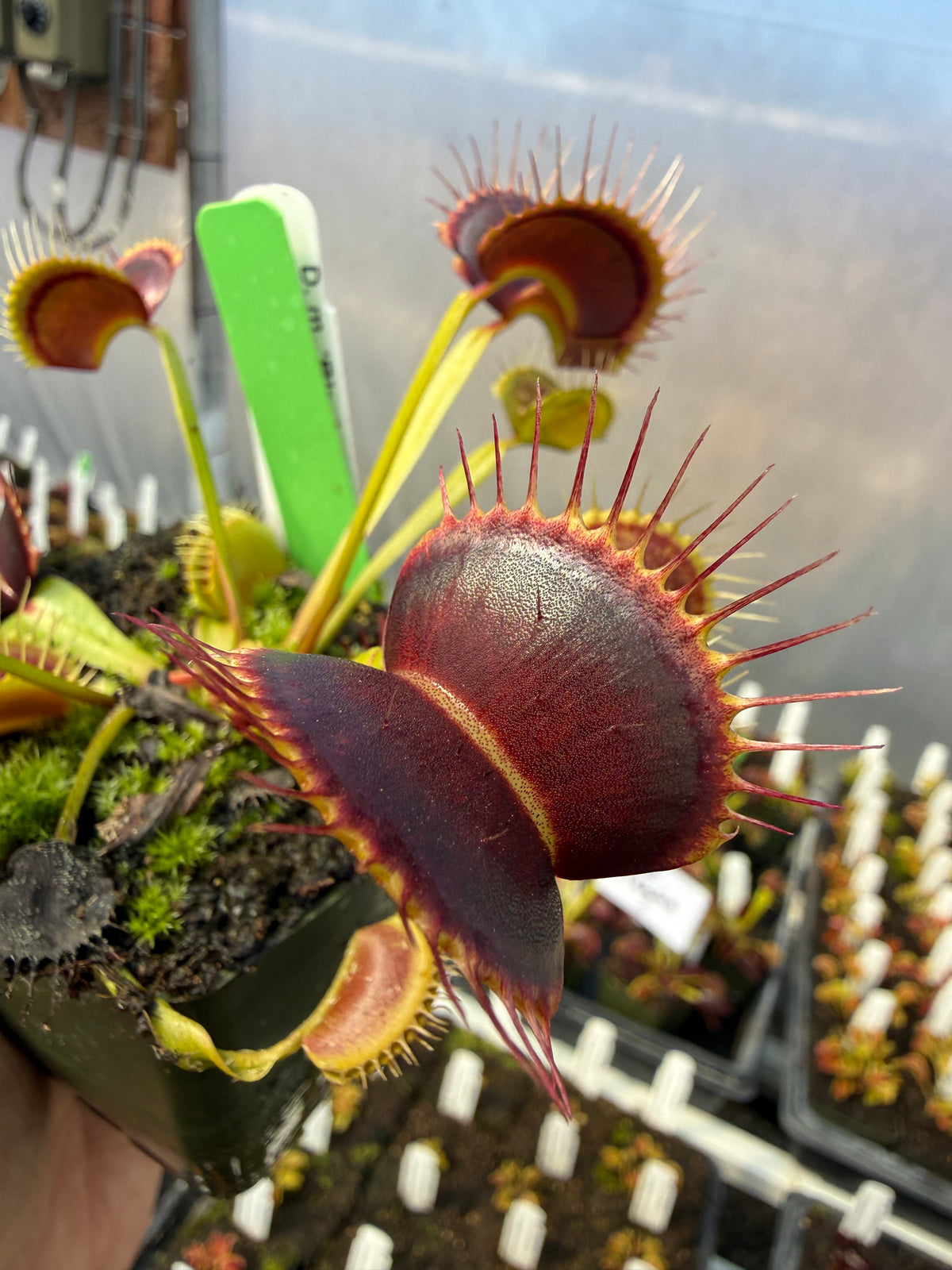 Dionaea m. “Black Mamba” Potted