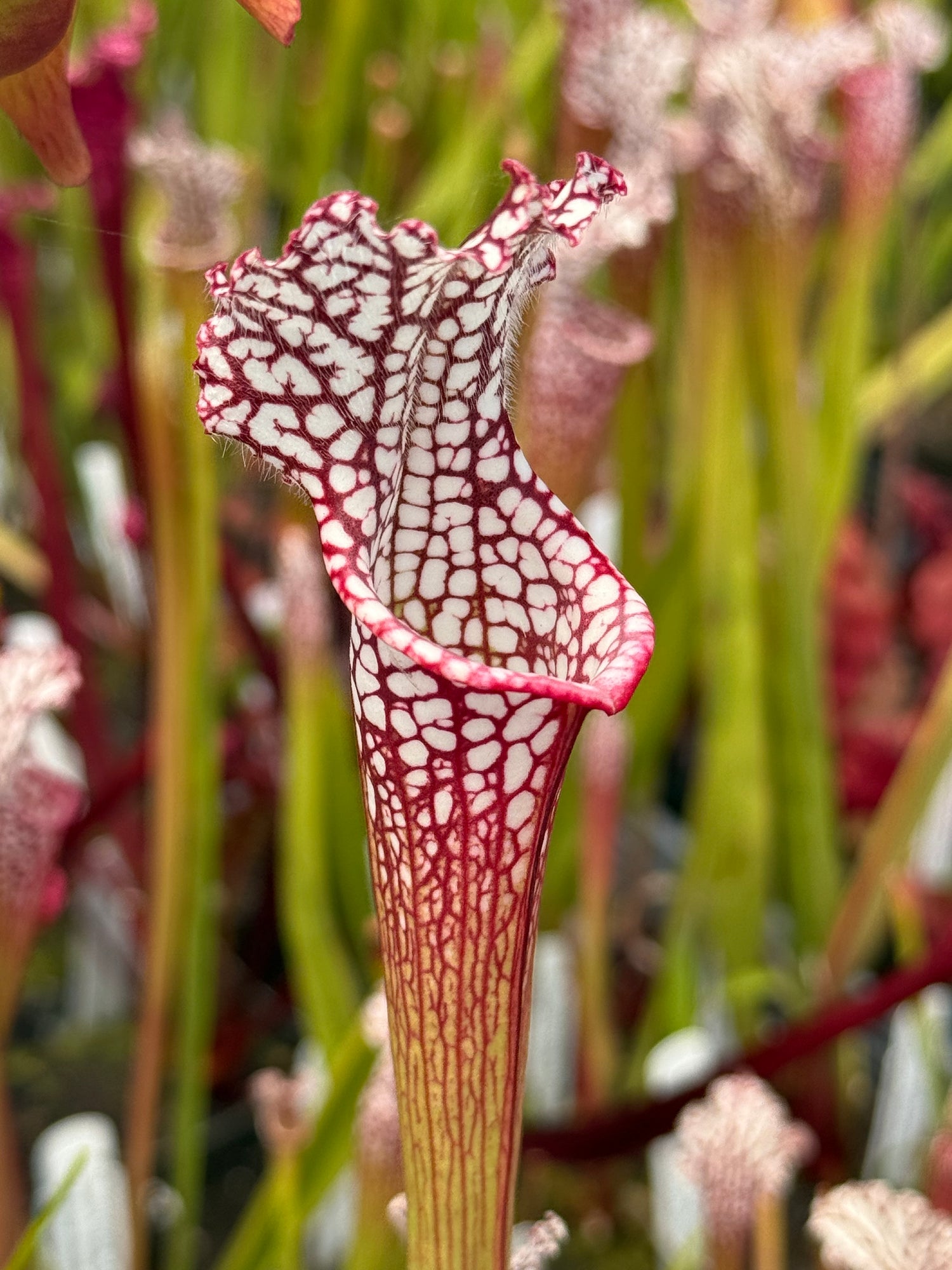 Sarracenia leucophylla "Last Site, Sumter Co, GA" Clone B Potted