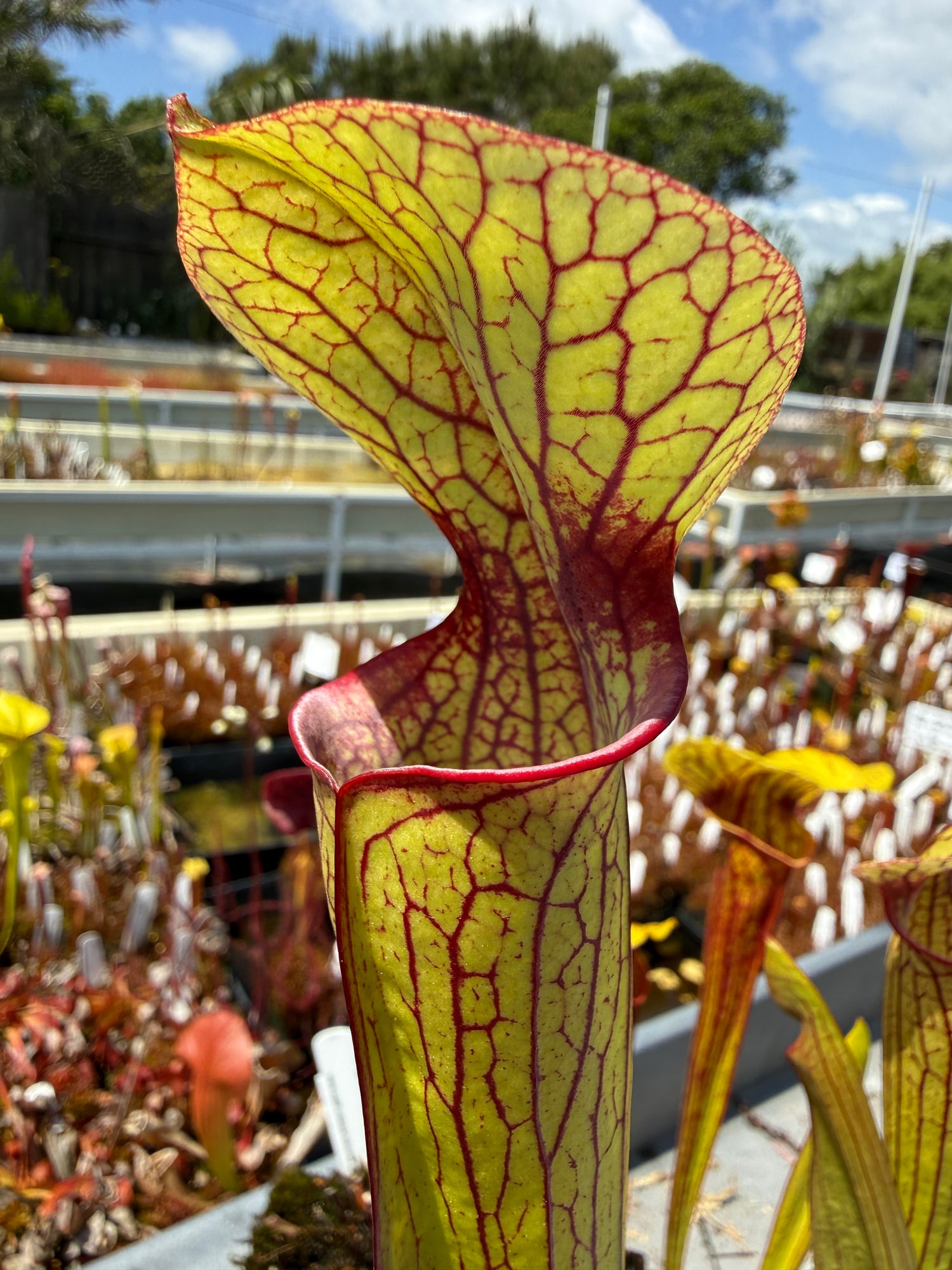 Sarracenia ( x ‘Ember’ ) x ( x ‘Saurus’ ) Potted