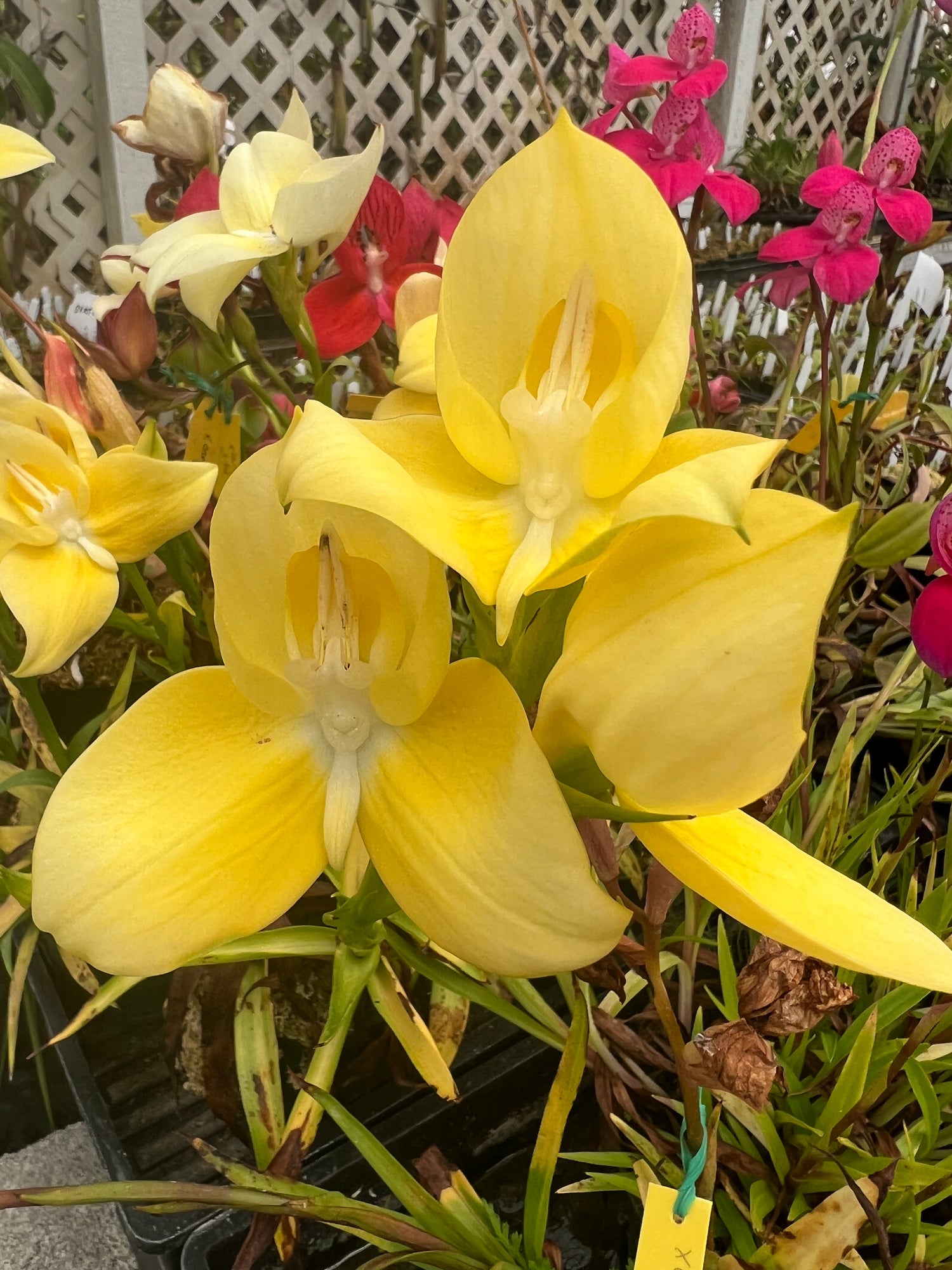 Disa uniflora “yellow flower” Potted