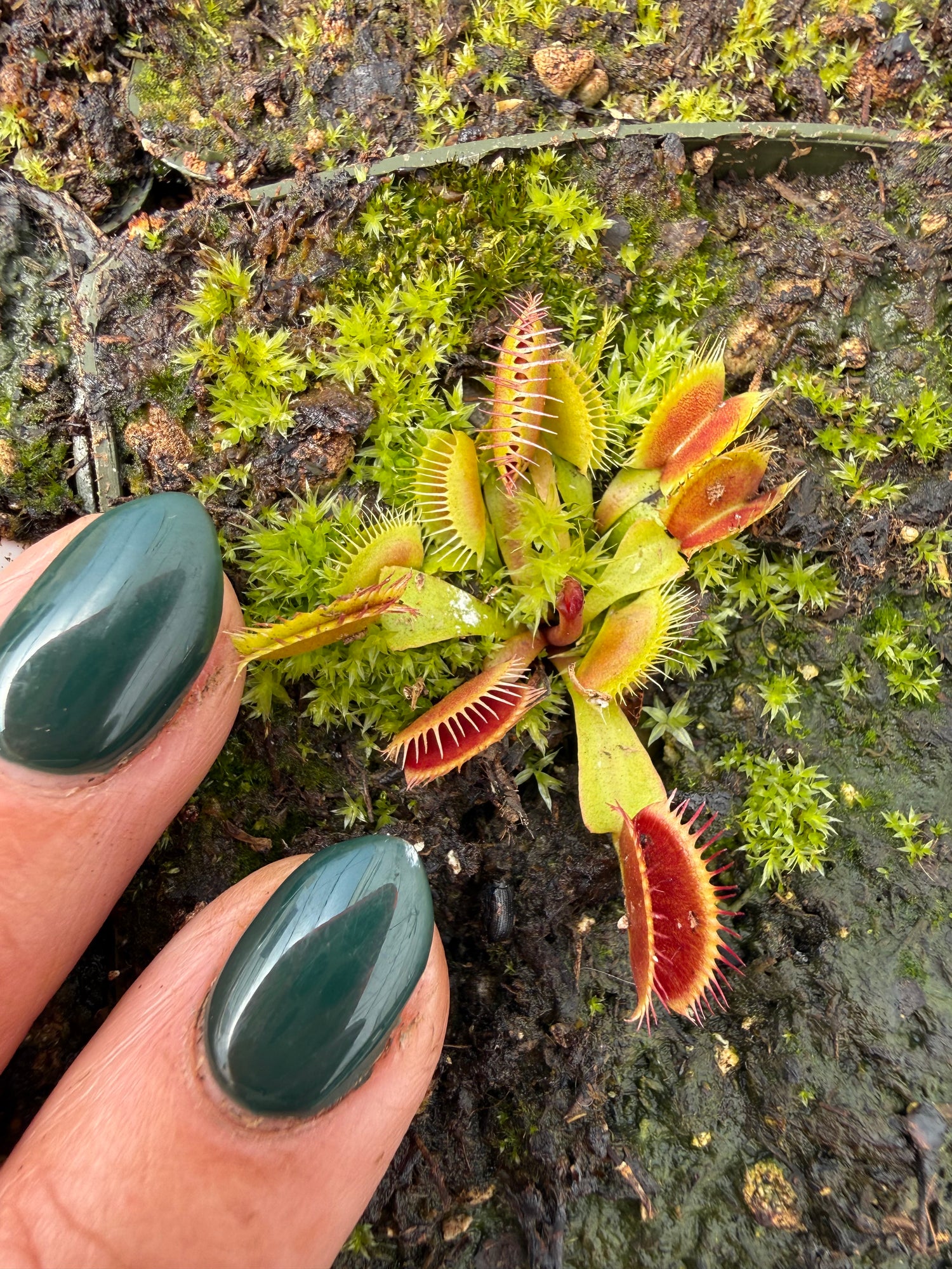 Dionaea m. “Pygmy 2” JH Potted