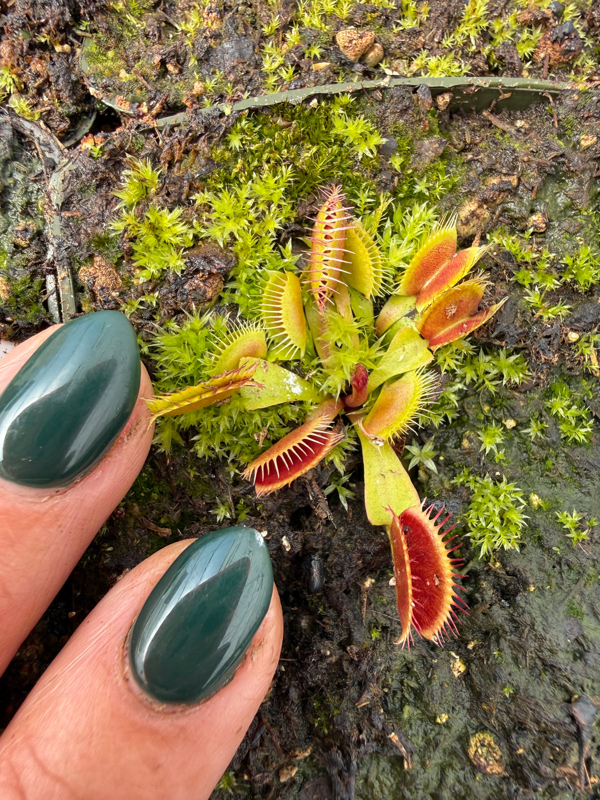 Dionaea m. “Pygmy 2” JH Potted