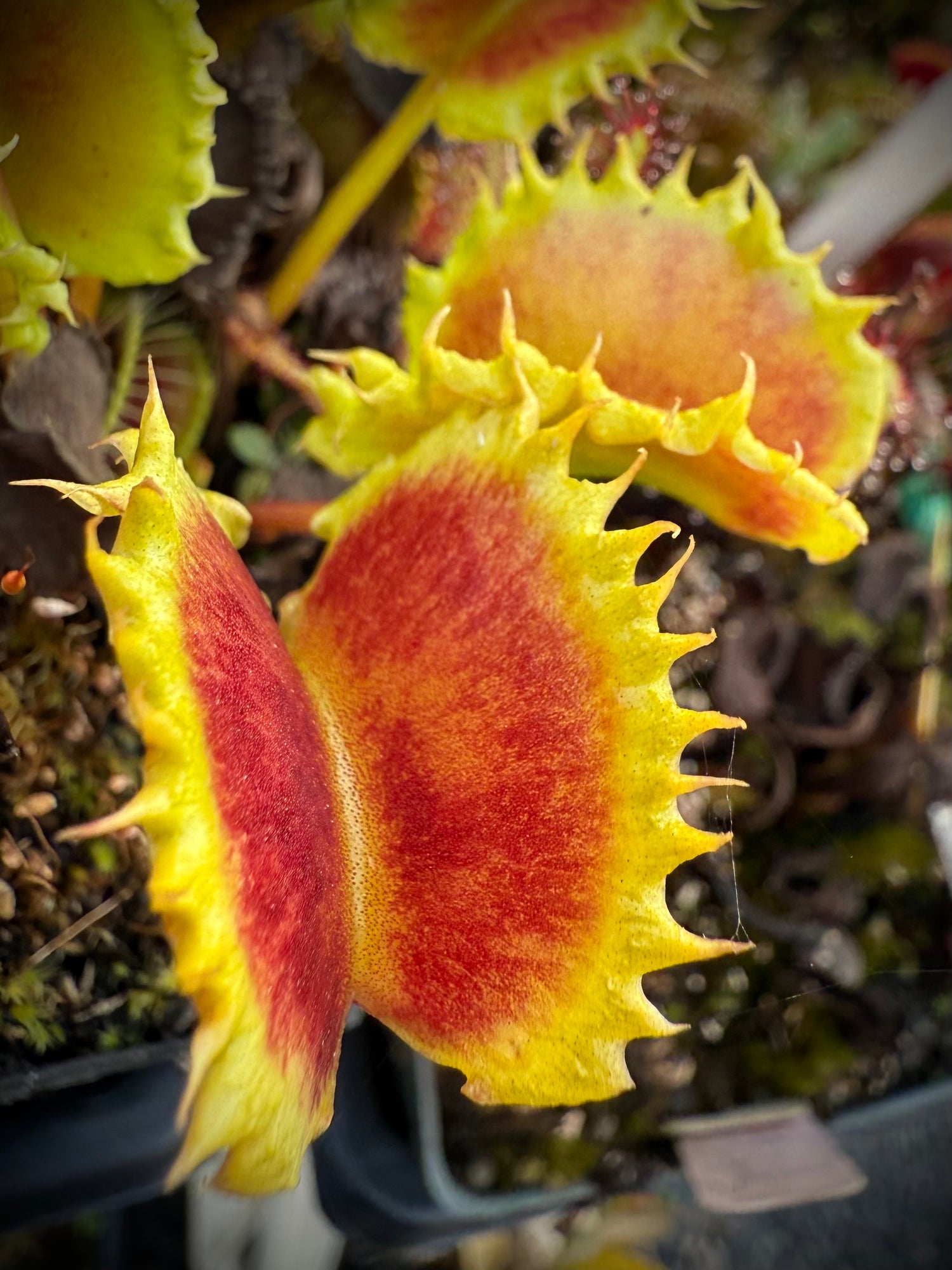 Dionaea m. “Chinese Dumpling” Potted