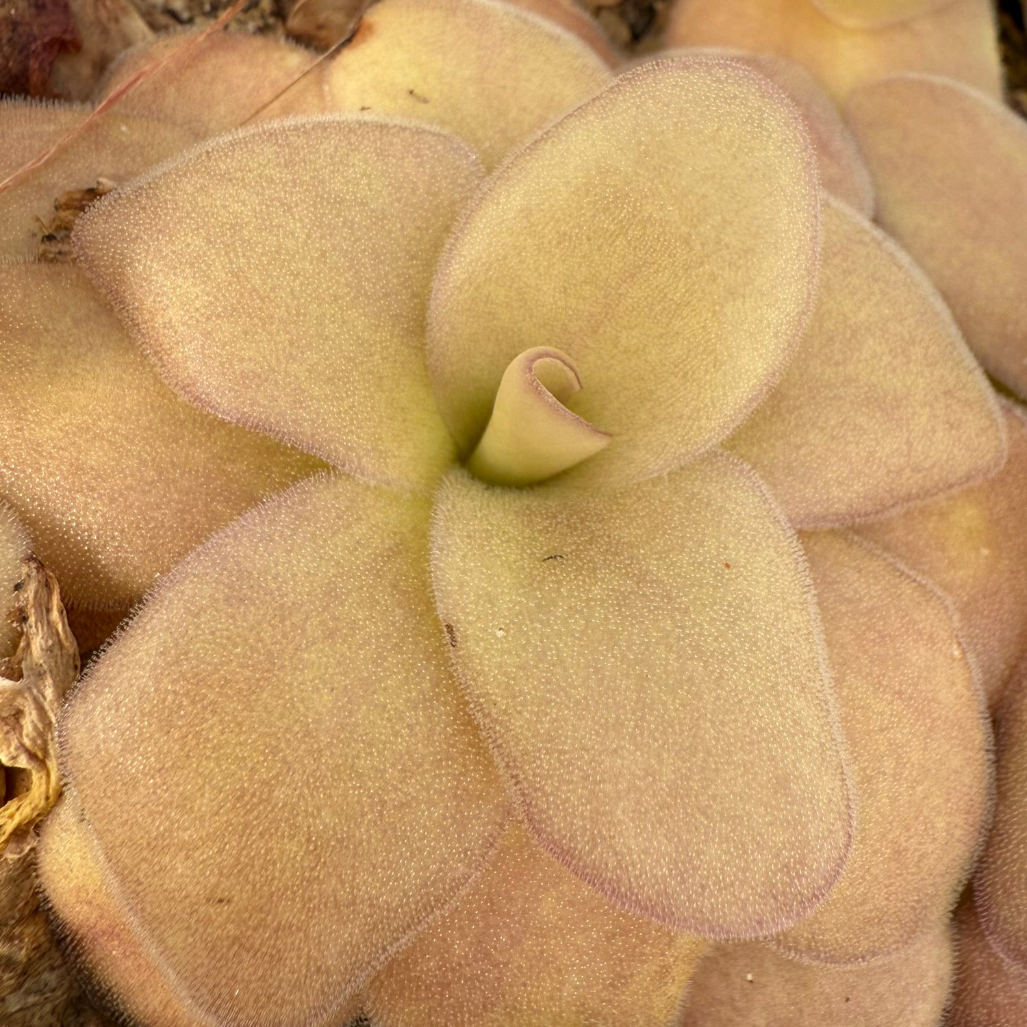 Pinguicula ibarre x gigantea BARE ROOT