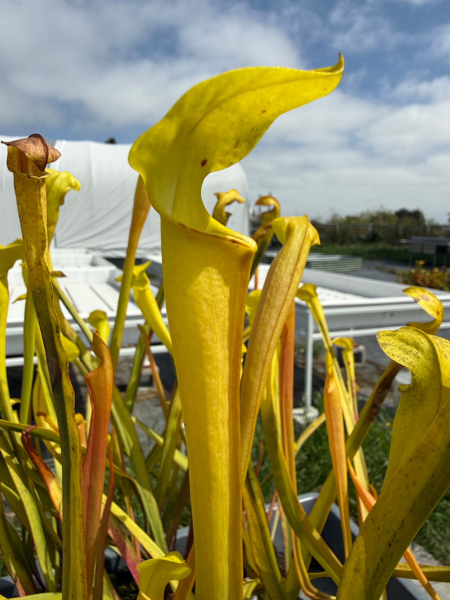 Sarracenia alata "Veinless" SA07 DG Potted