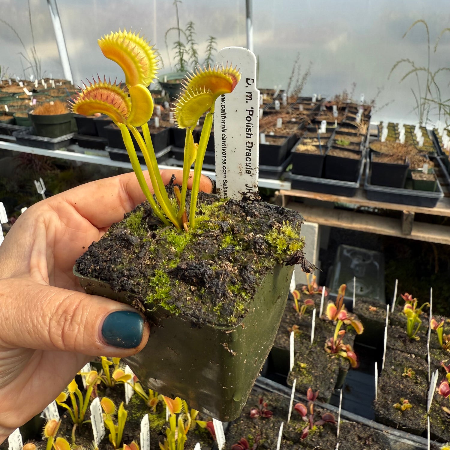 Dionaea m. ‘Polish Dracula’ JH Potted