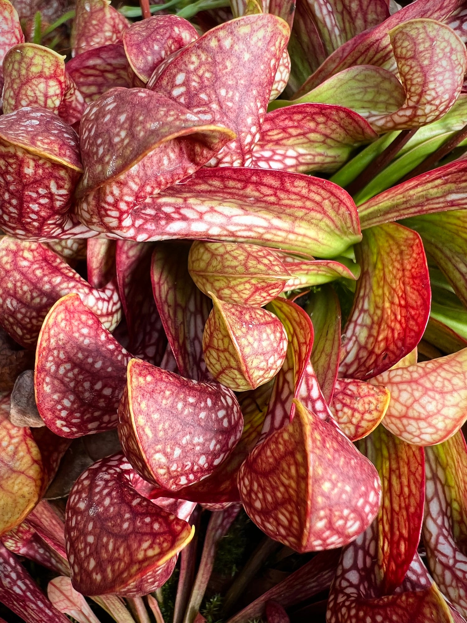 Sarracenia psittacina Potted
