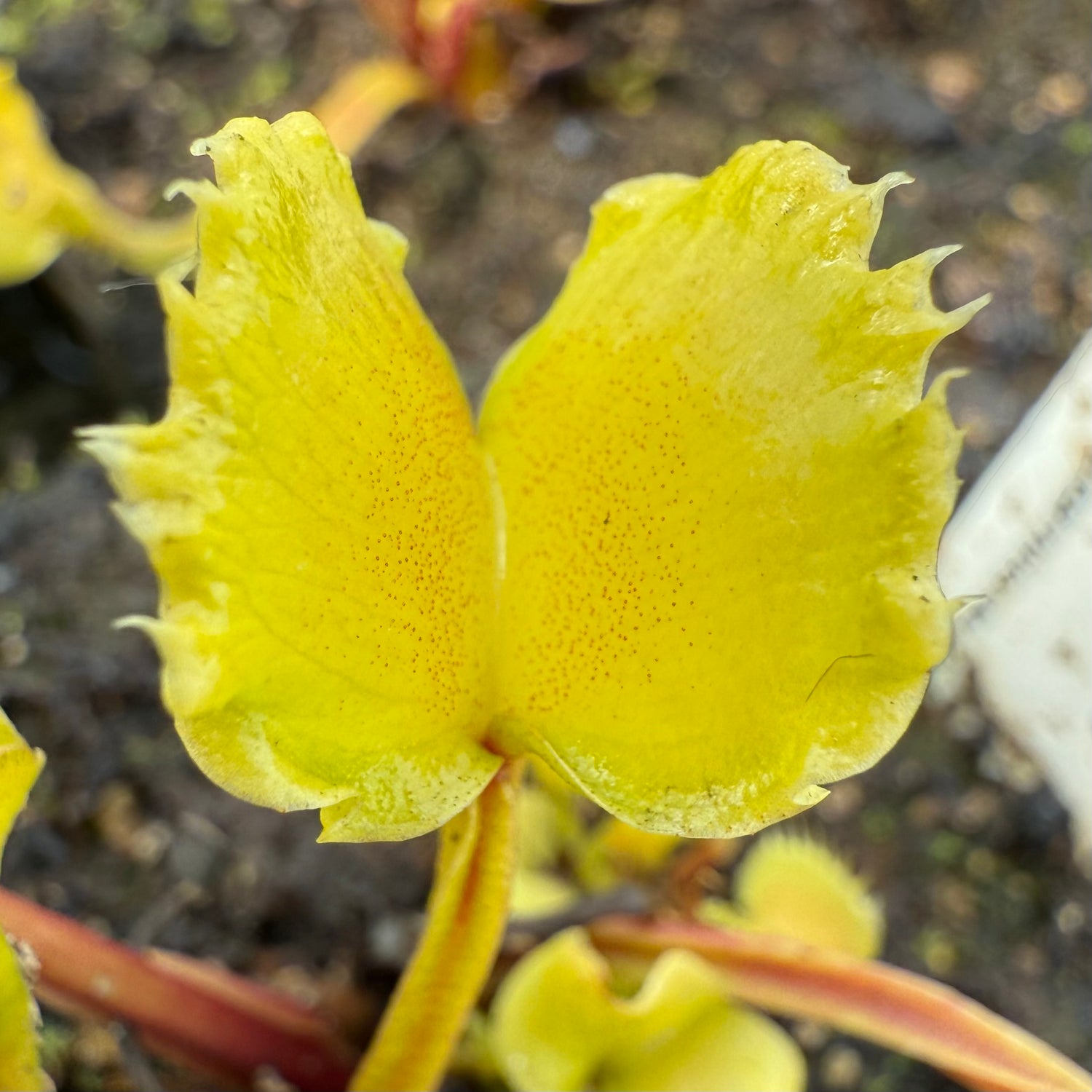 Dionaea m. “GJ Butterfly” JH Potted