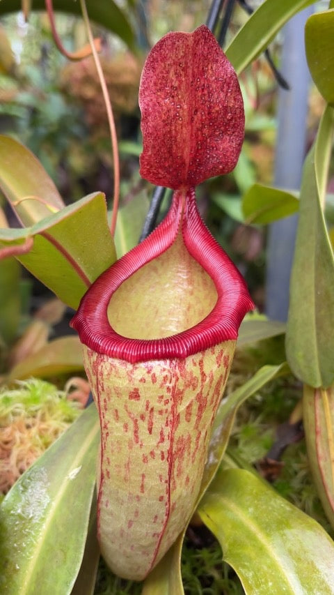 Nepenthes x ‘Mimi’ Potted