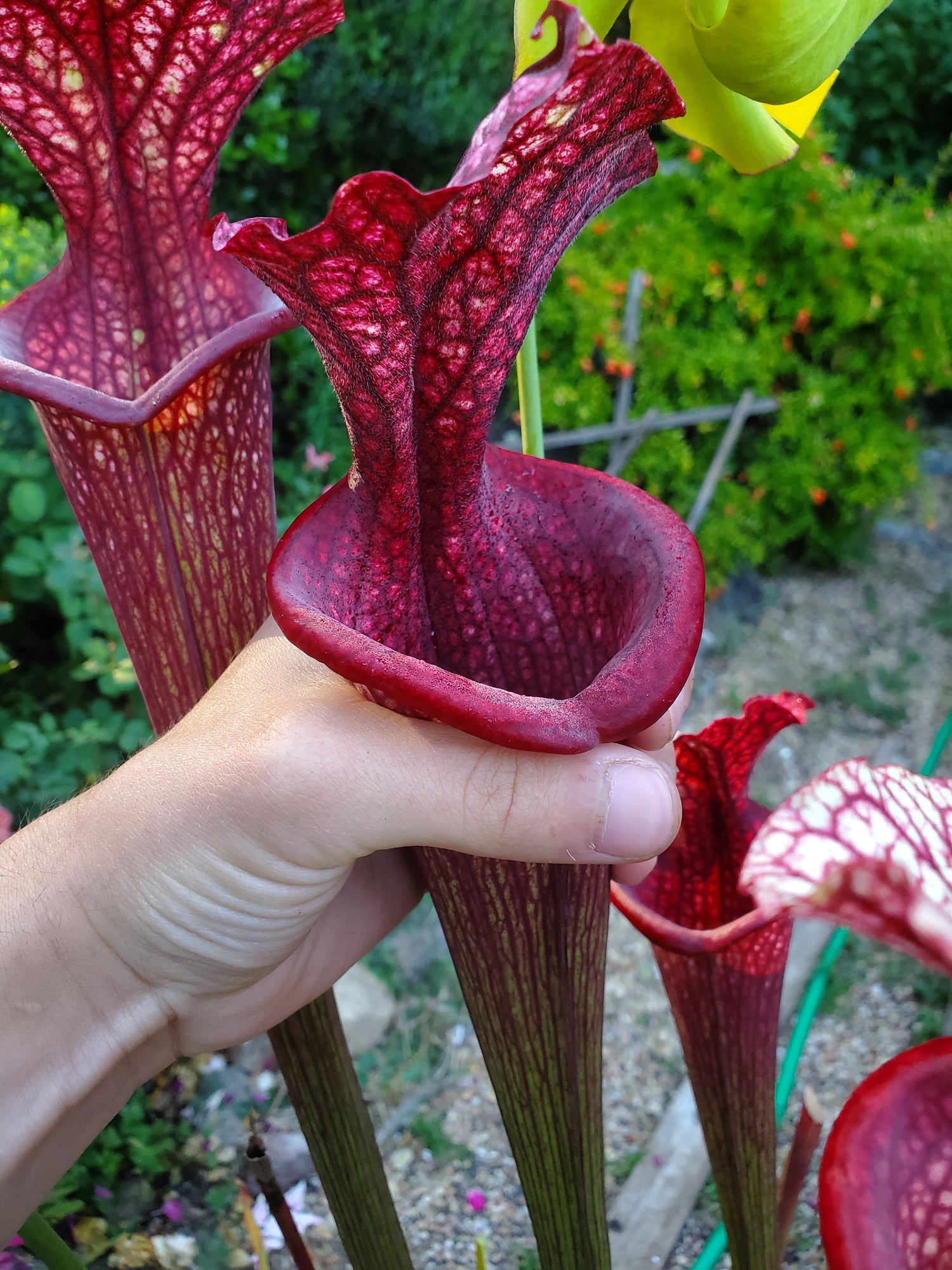 Sarracenia x moorei “Super Heavy Veins" DG Potted
