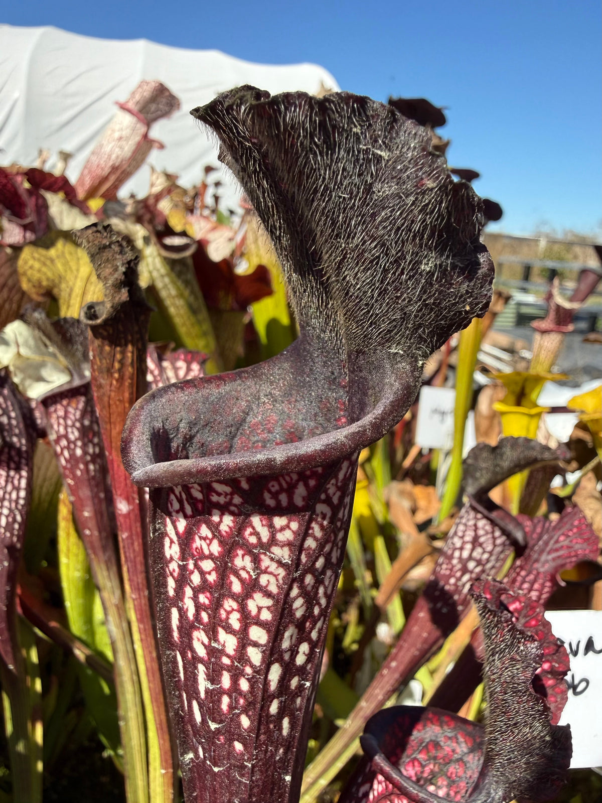 Sarracenia leucophylla ‘Black Sheer’ Potted
