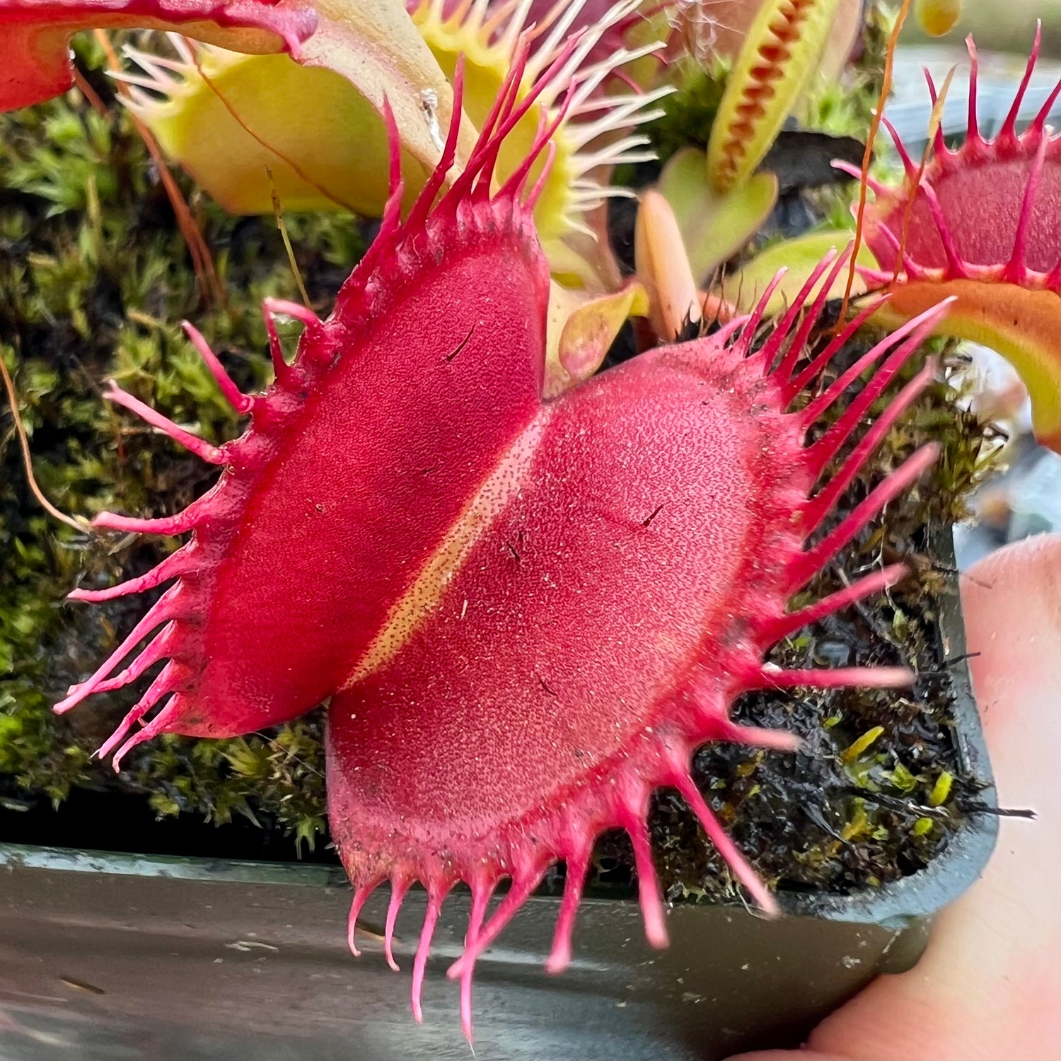 Dionaea m. 'GJ Phalanx' JH Potted