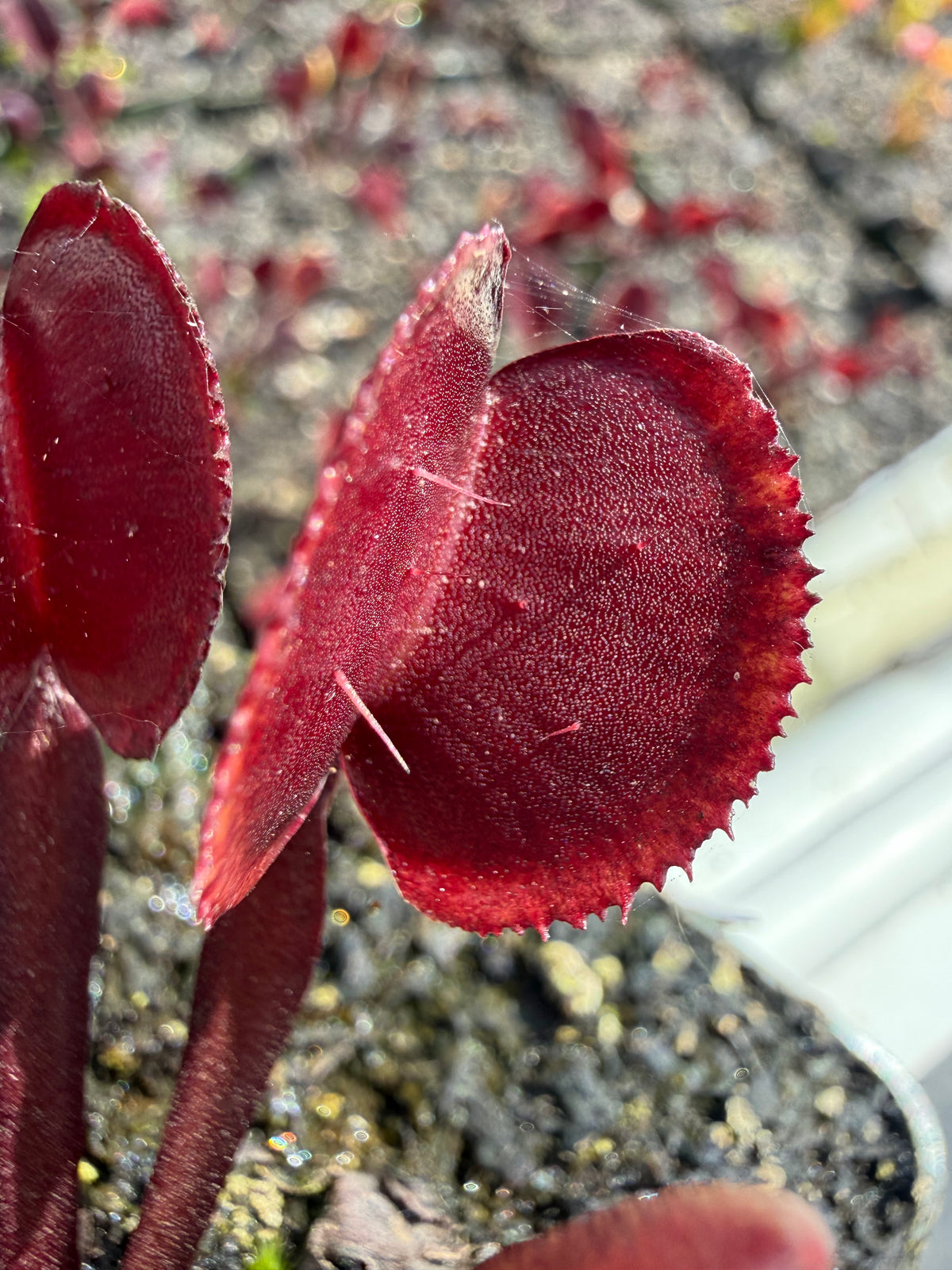 Dionaea m. “Bloodbender” Potted