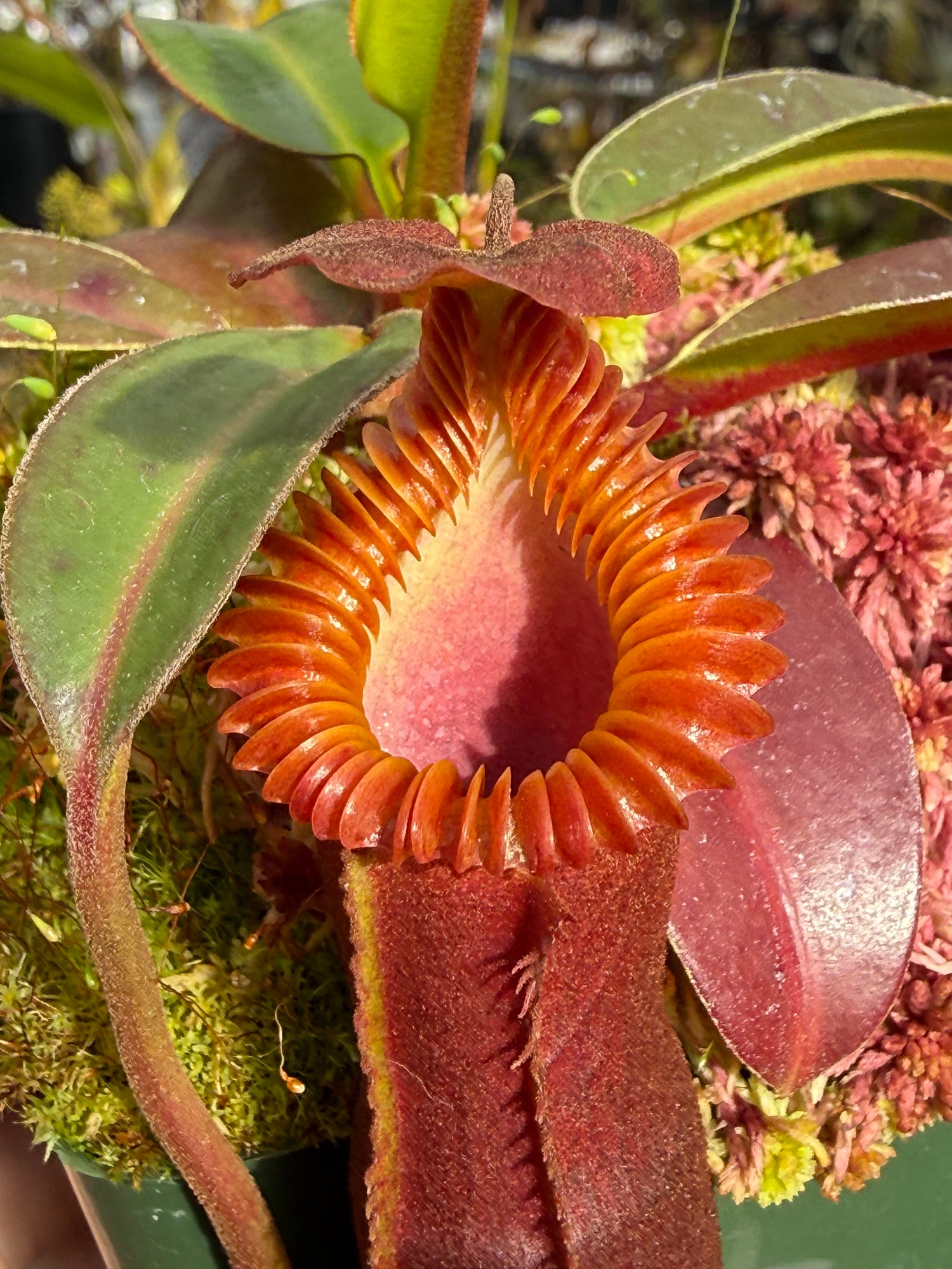 Nepenthes edwardsiana CalCarn Clone Potted