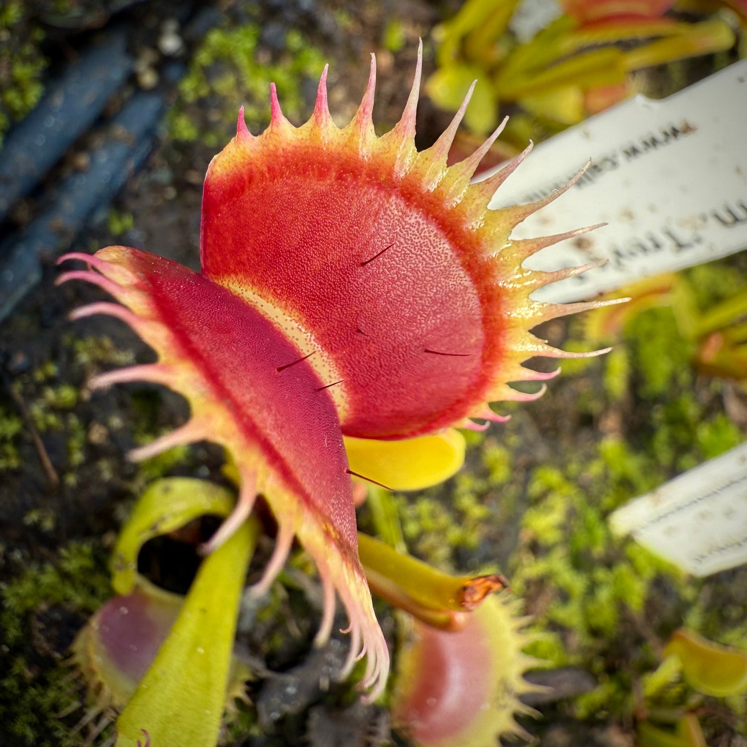 Dionaea m. ‘Trev’s Supernova' JH Potted