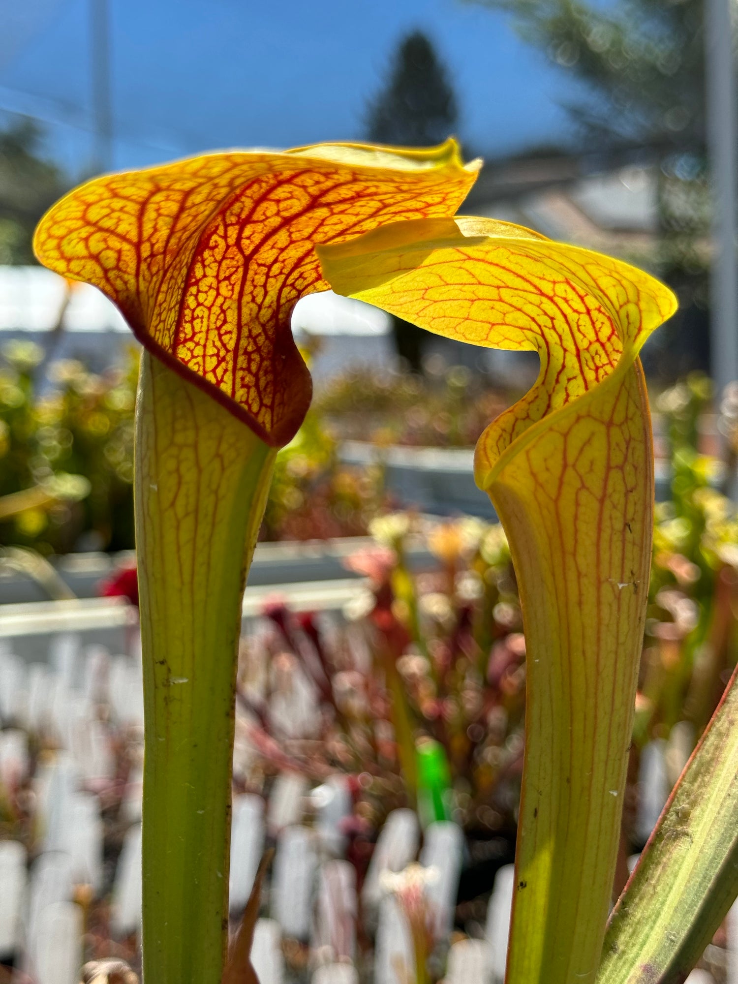 Sarracenia oreophila “Sand Mtn” x minor ‘Giant’ Potted