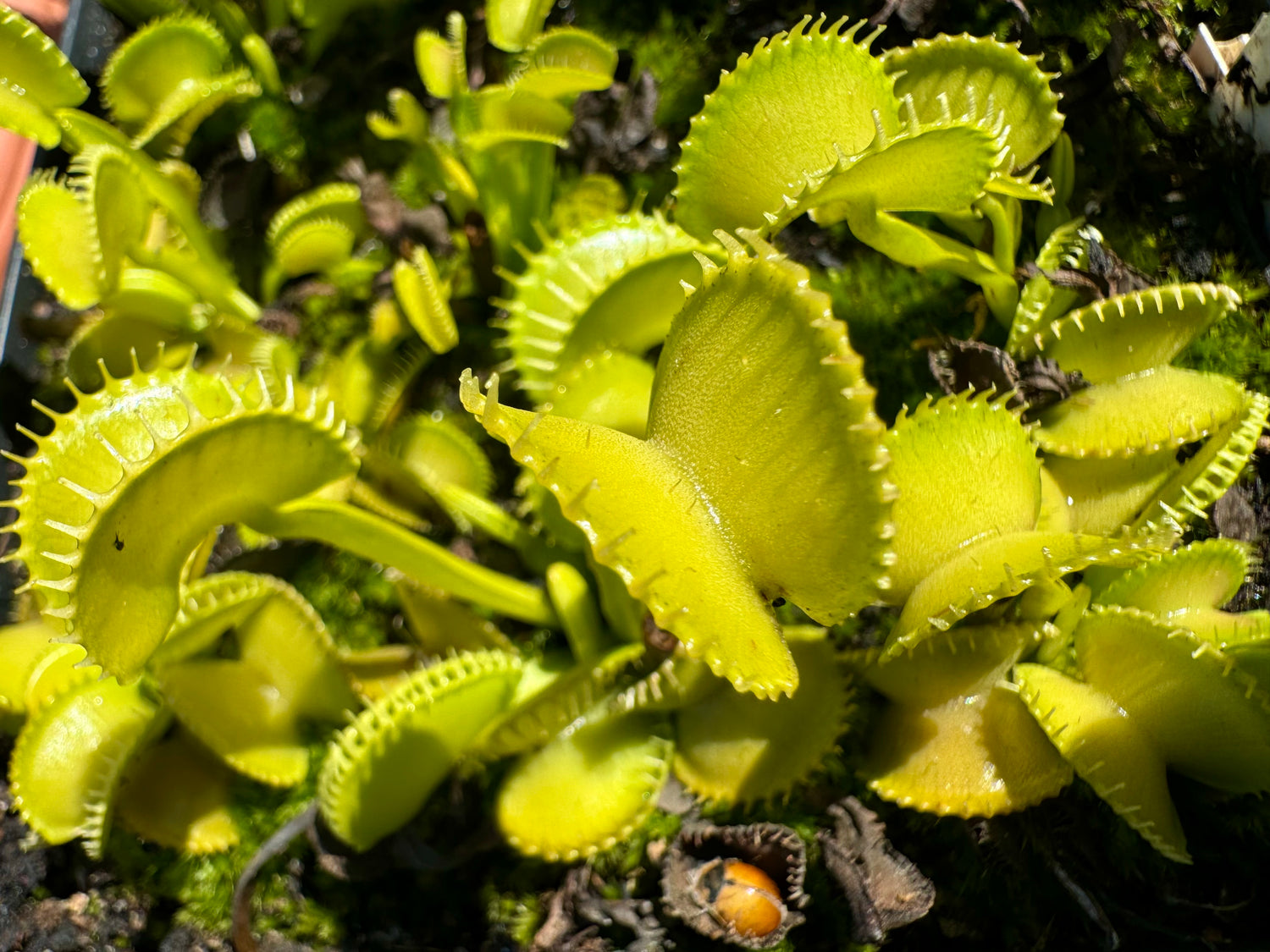 Dionaea m. 'Harmony' JH Potted
