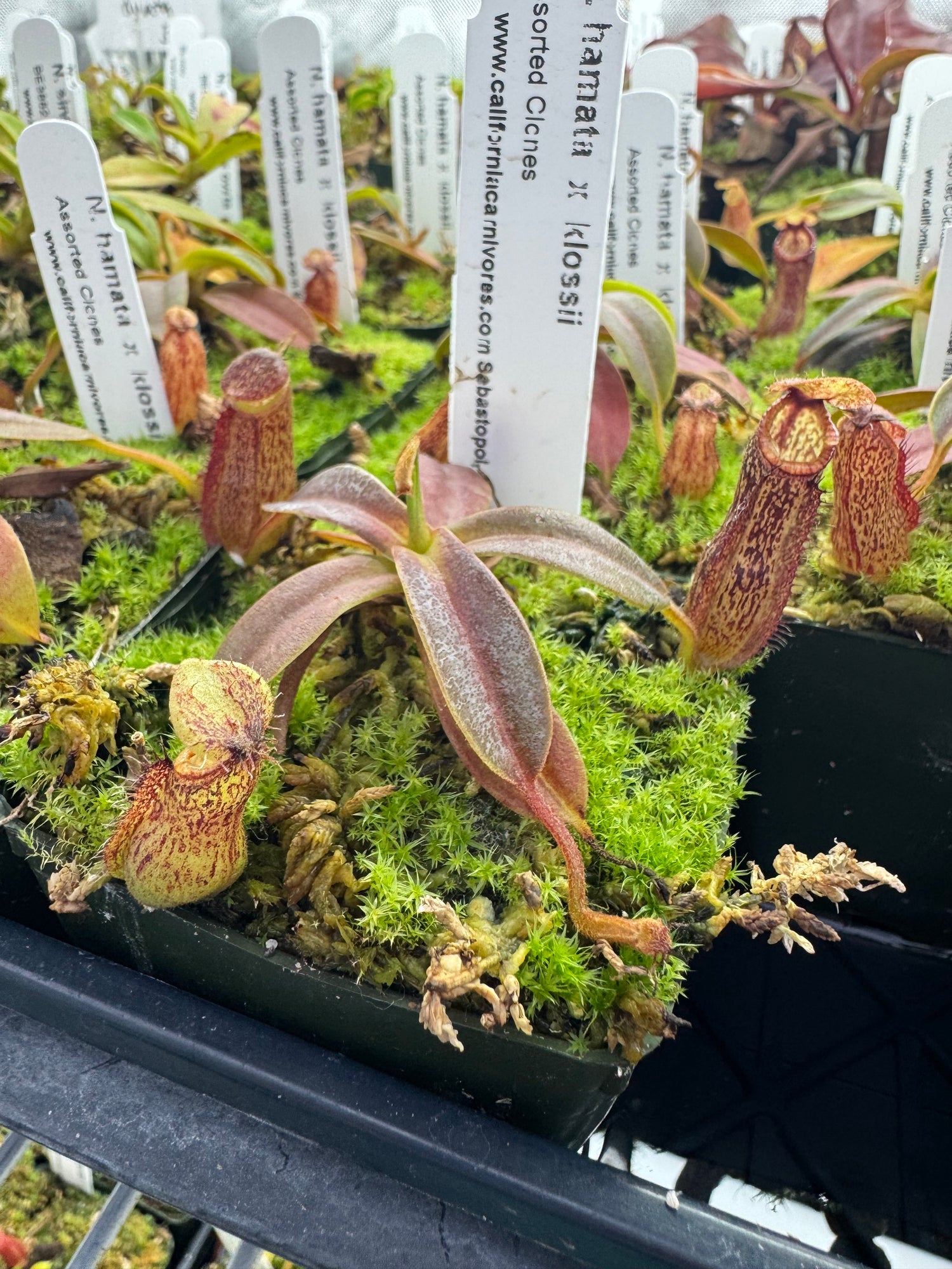 Nepenthes hamata x klossi Potted