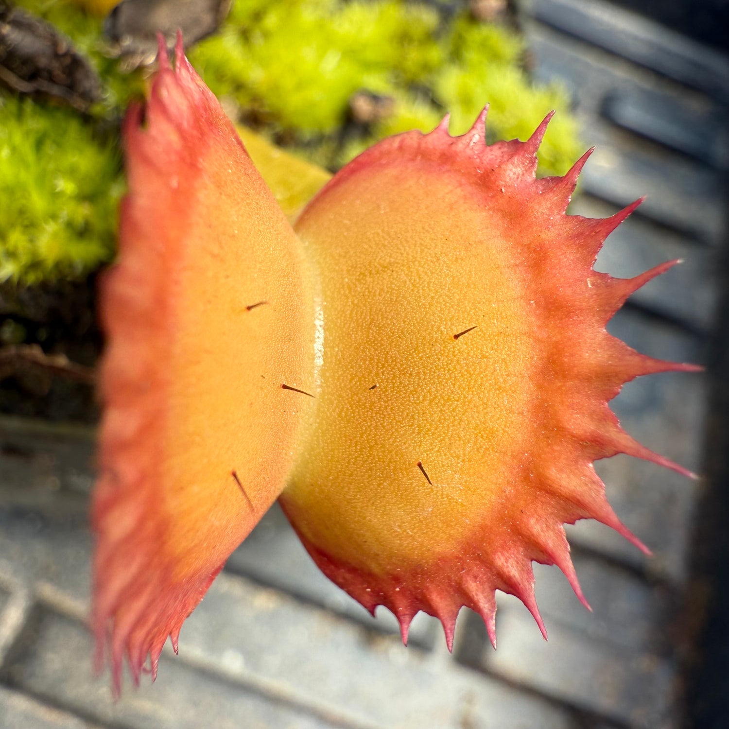 Dionaea m. “GJ Giant Shark” JH Potted