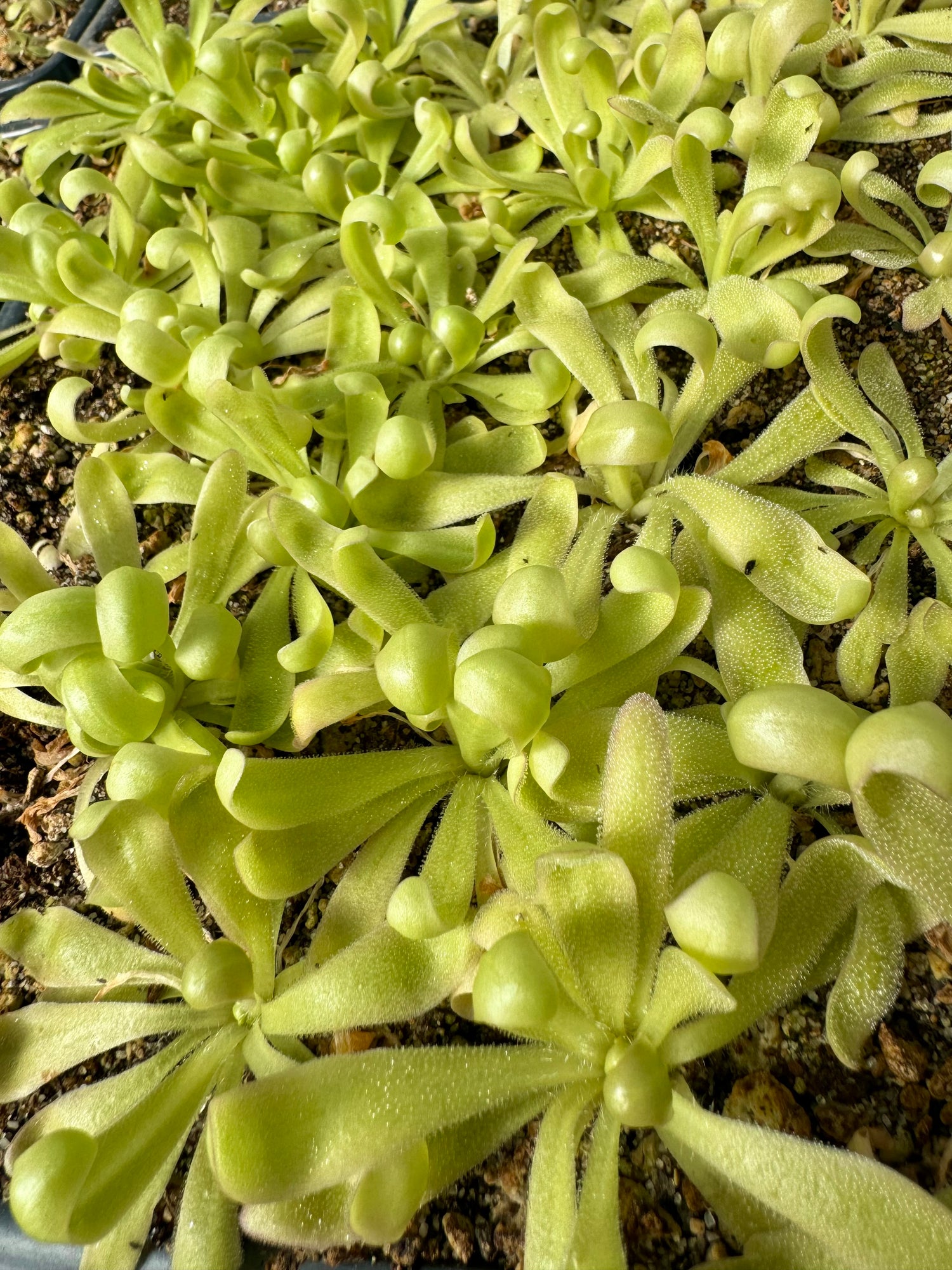 Pinguicula x ”Curly Whirly” BARE ROOT